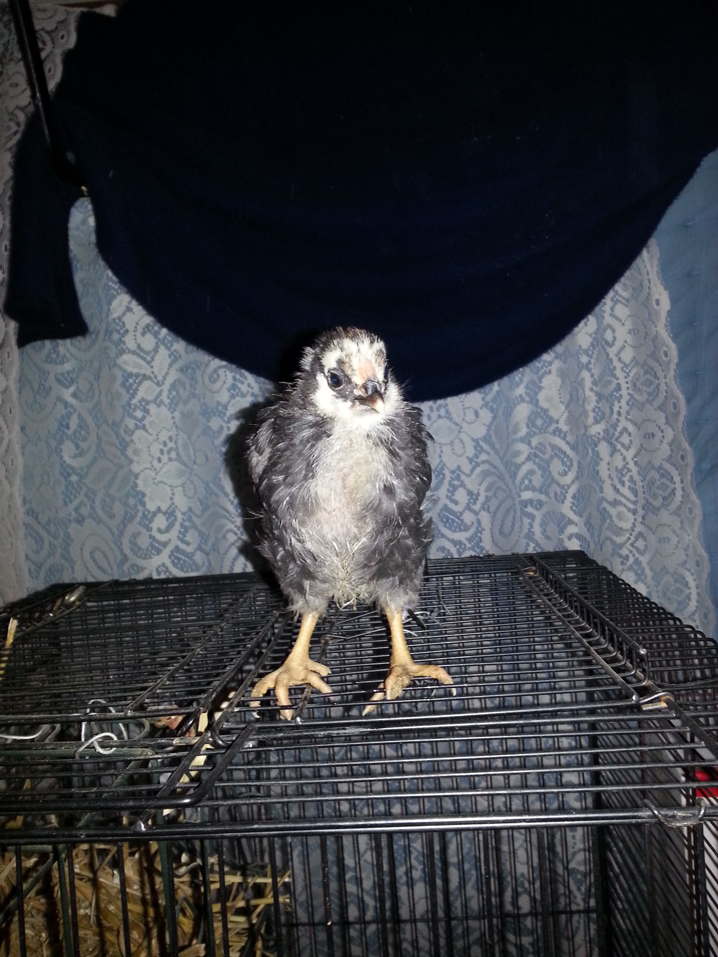 chick#2