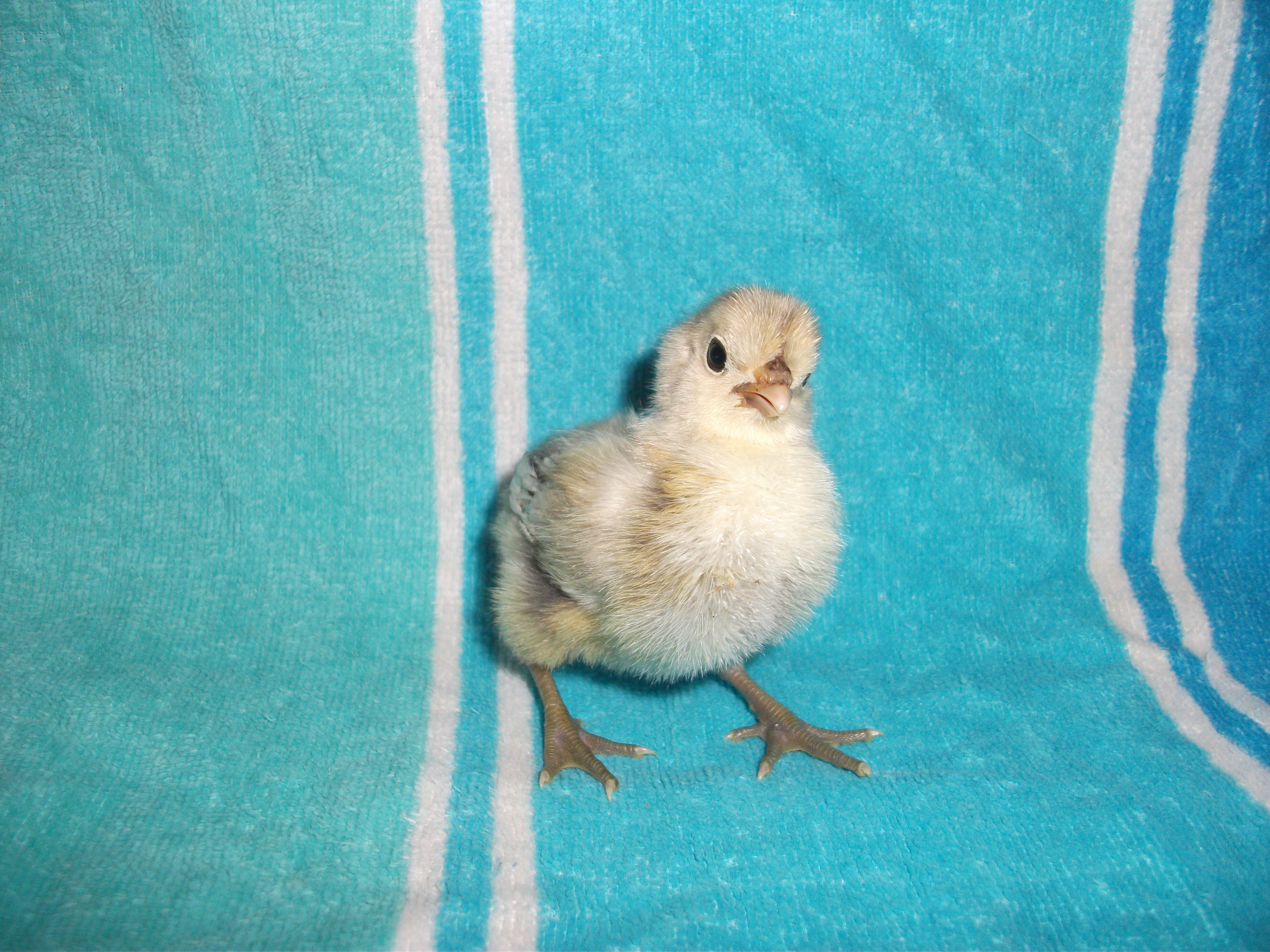Chick 2