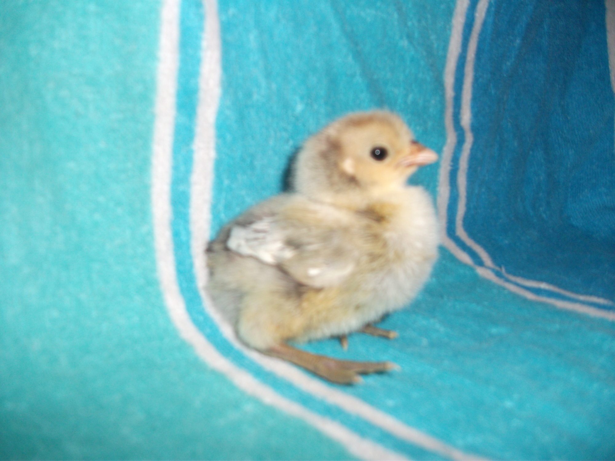 Chick 2