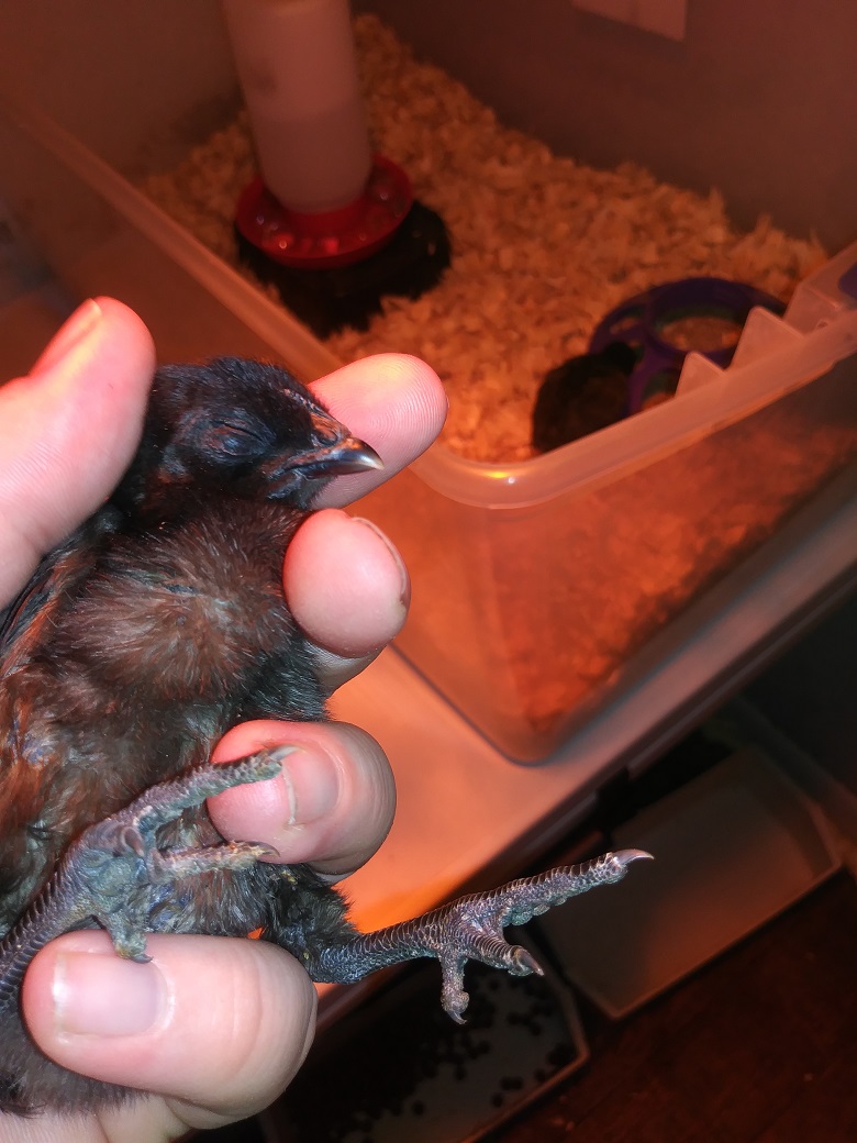 Chick #2