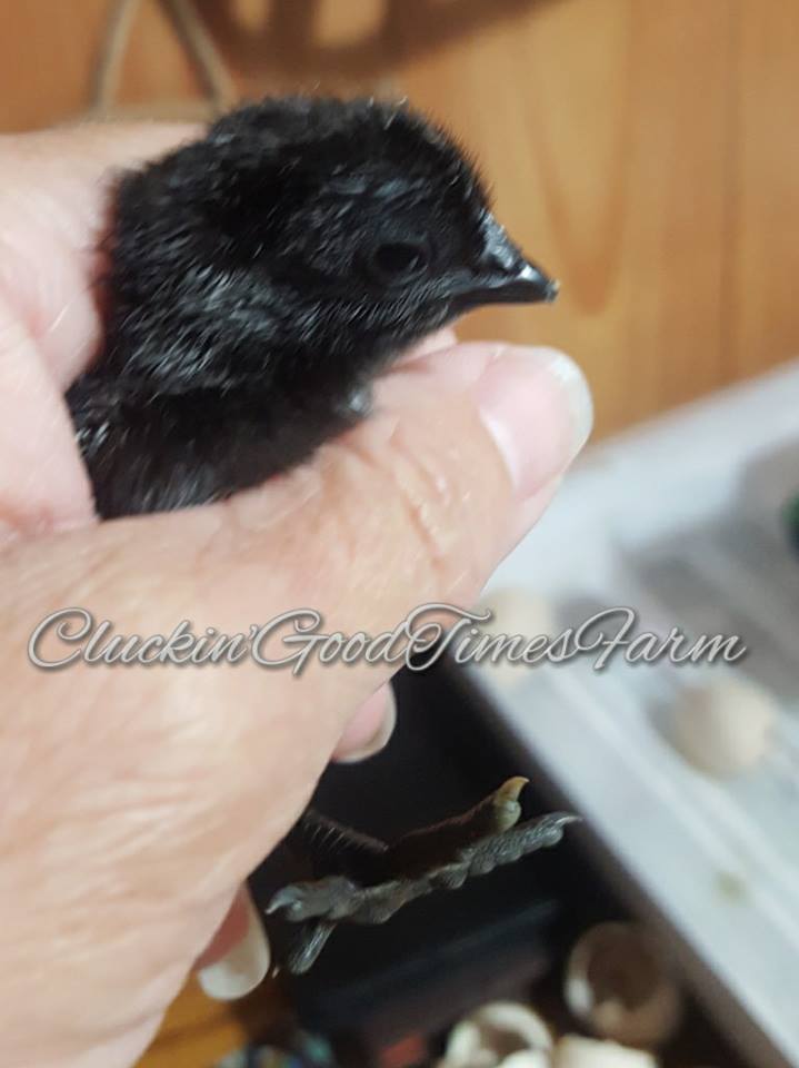 Chick #2