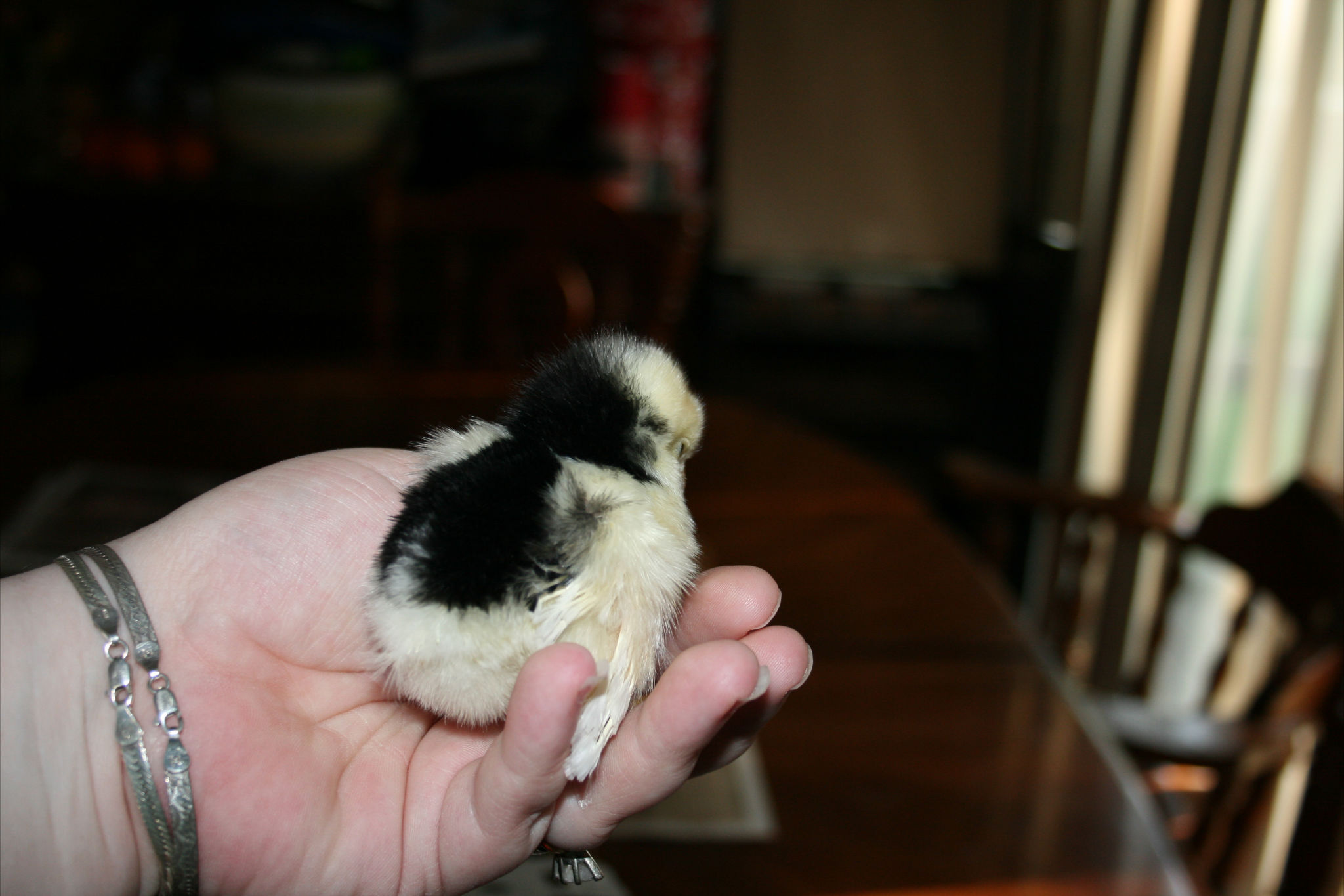 Chick 20