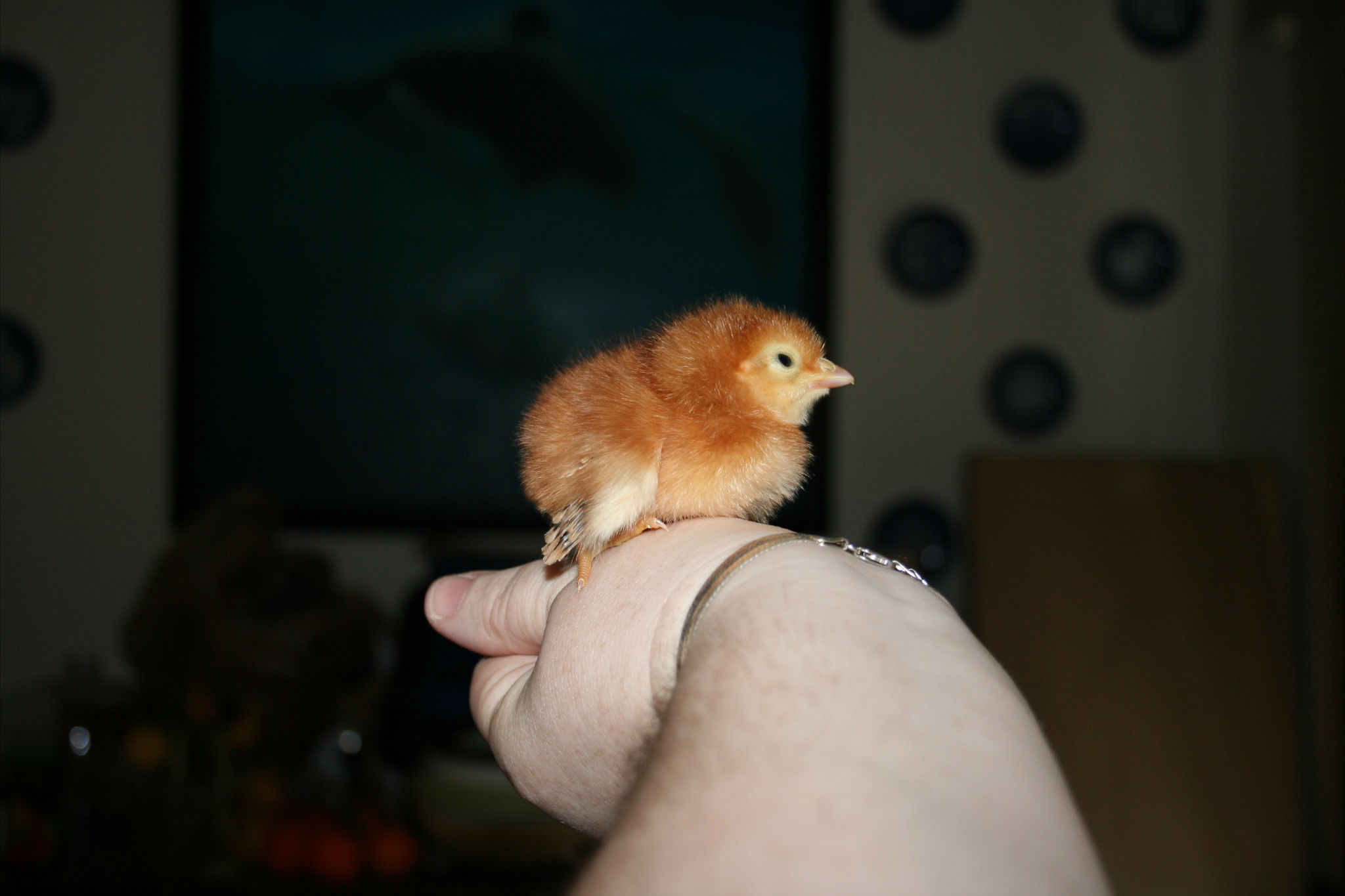 Chick 23