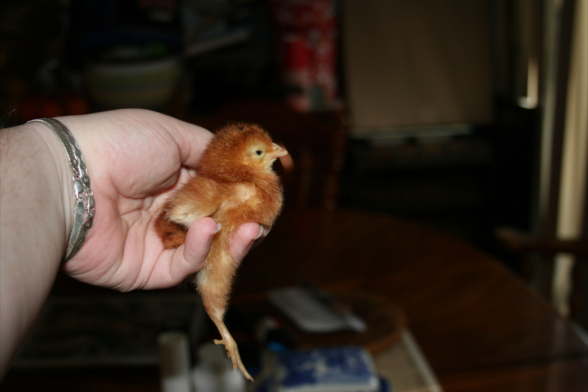 Chick 26