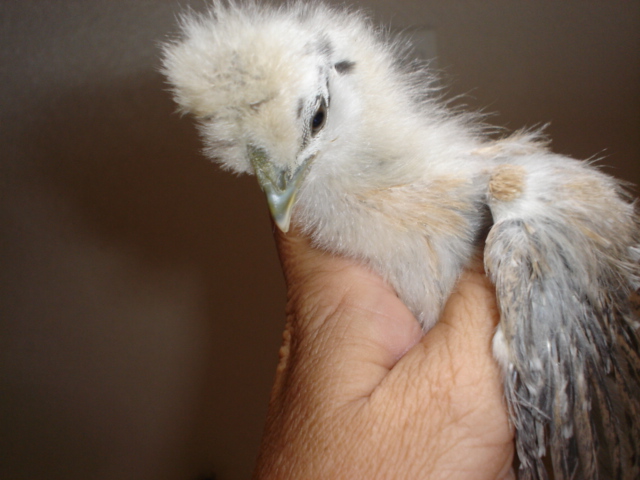 chick #3 @ 5wks