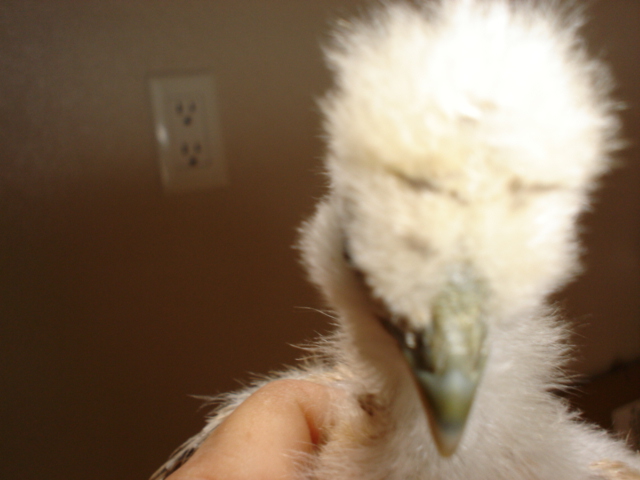 chick #3 @5wks