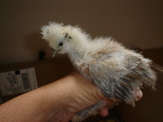 chick #3 @5wks