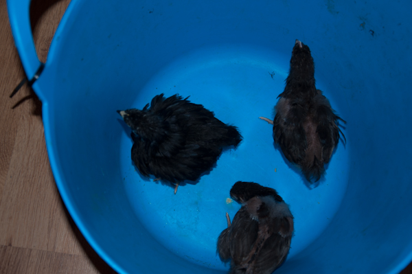 chick 3 again