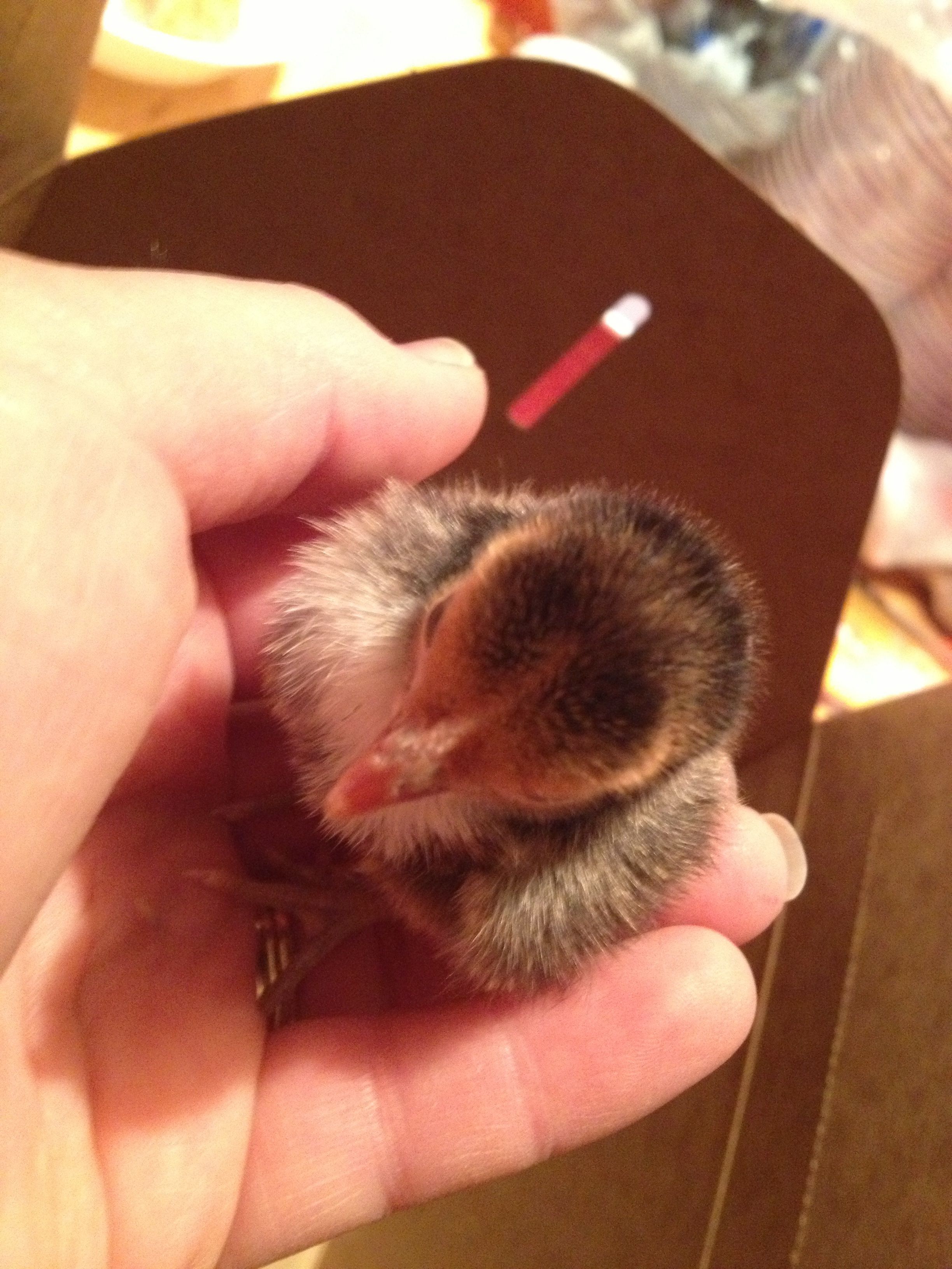 Chick 3 darkest one (Golden Sebright?)