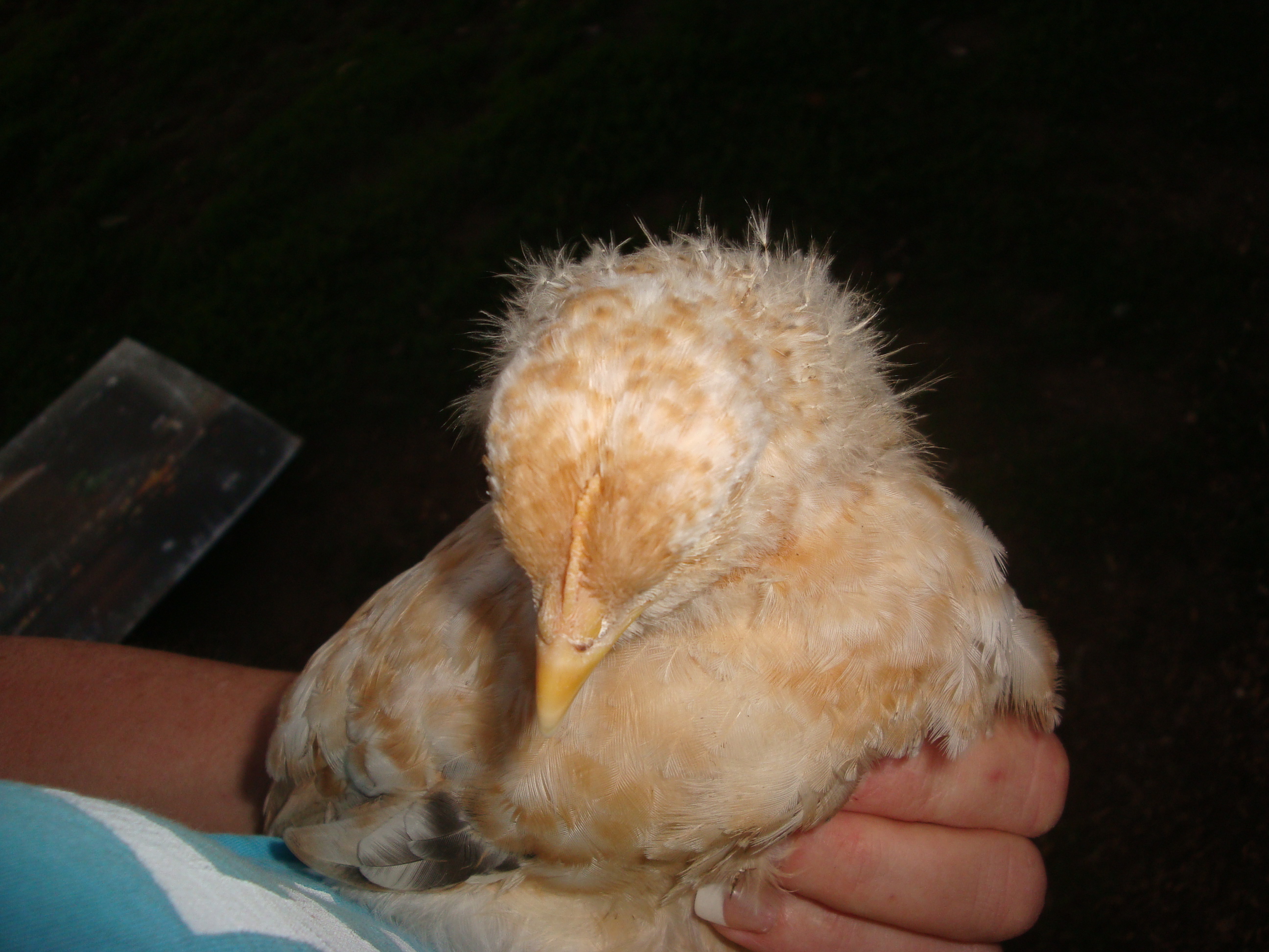 chick 3 face