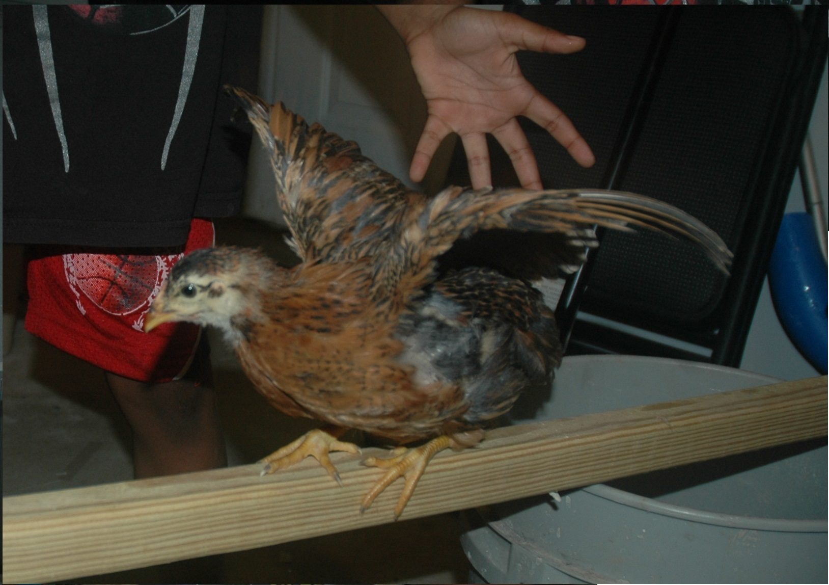 chick 3: fast one and hopefully another pullet...maybe! :D