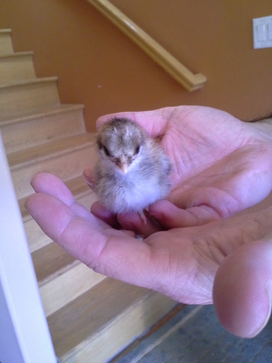 Chick 3 - feathered legs