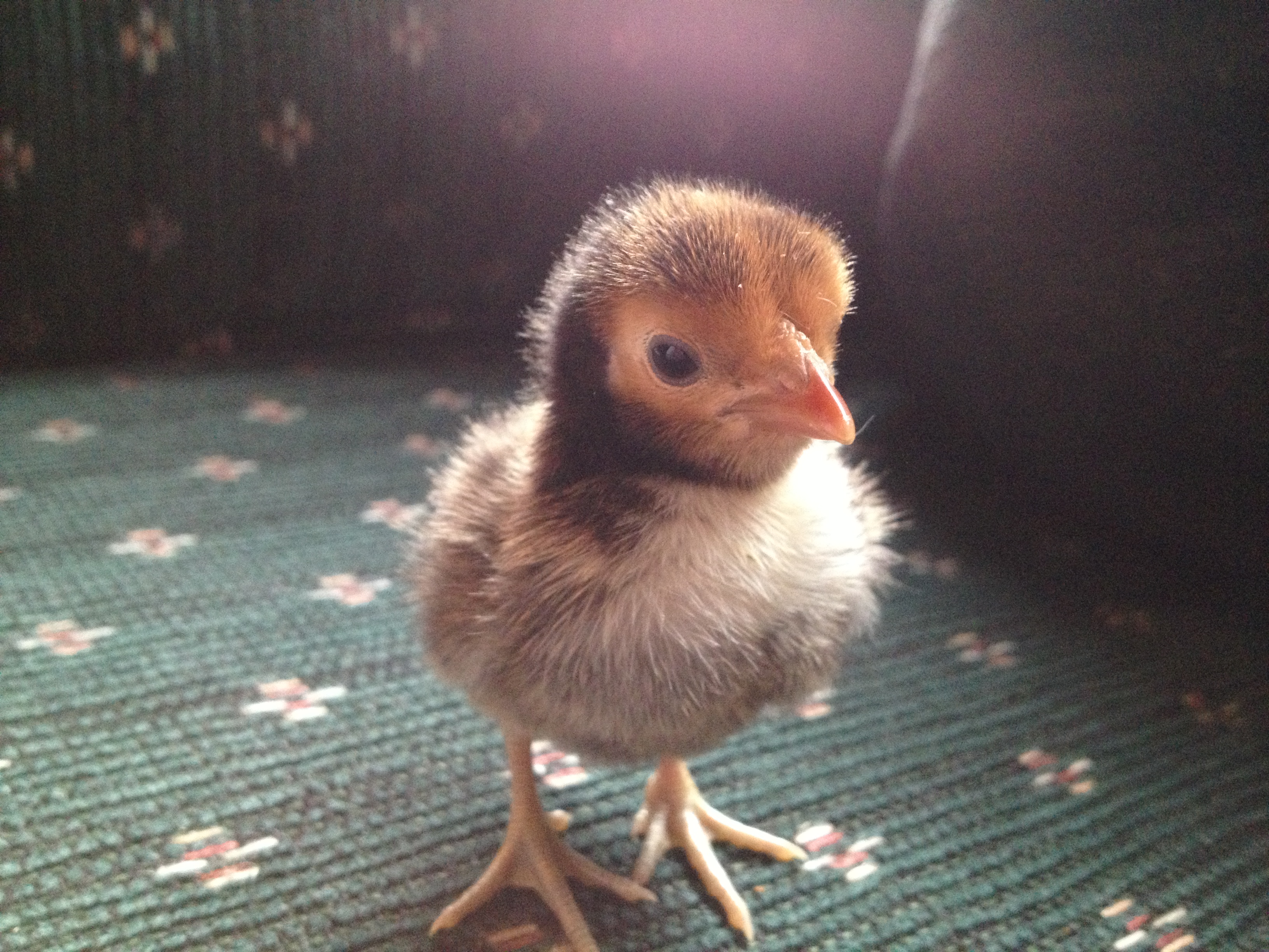 Chick 3 - Front View (Golden Sebright?)