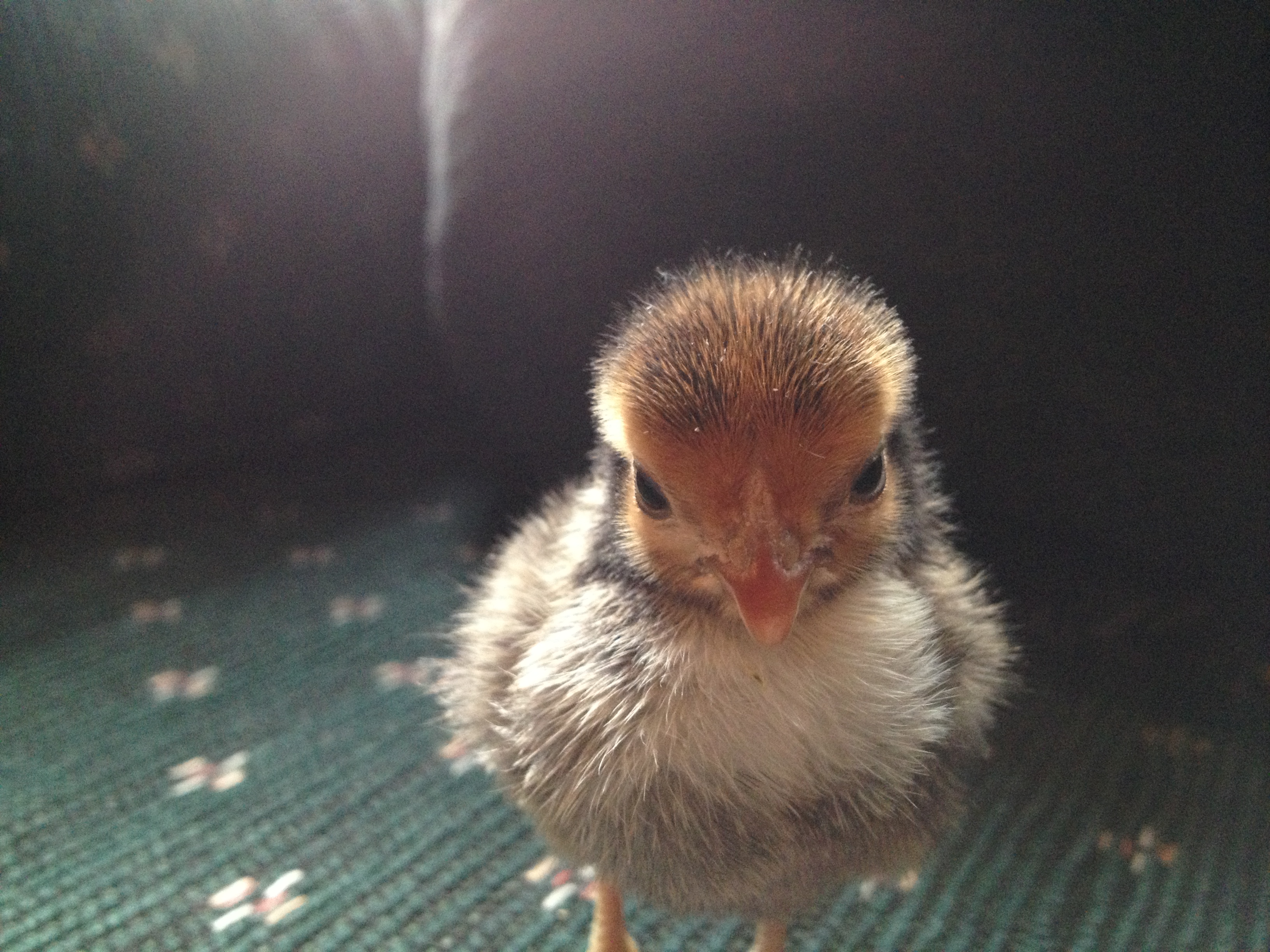 Chick 3 - Front View (Golden Sebright?)