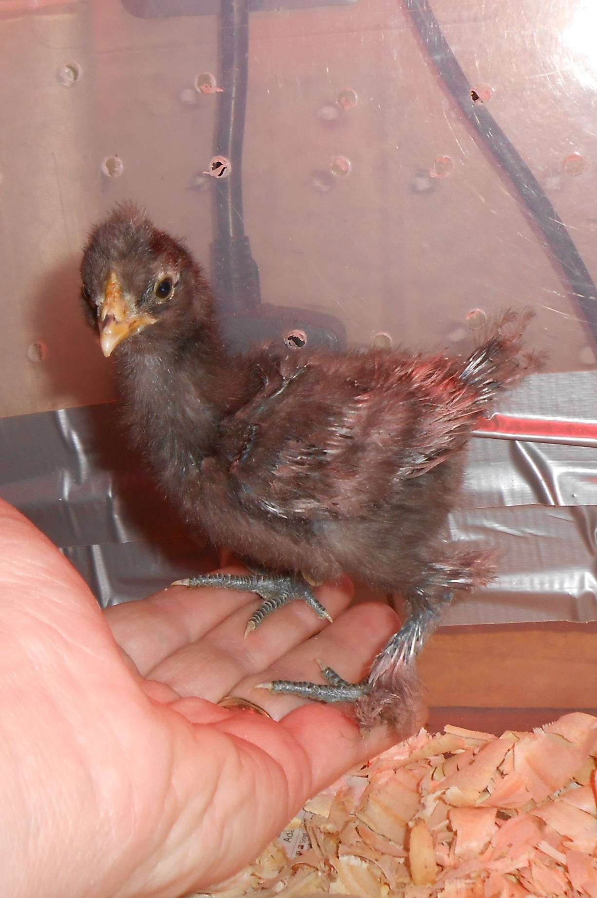 Chick #3 (girl) @ 2 weeks