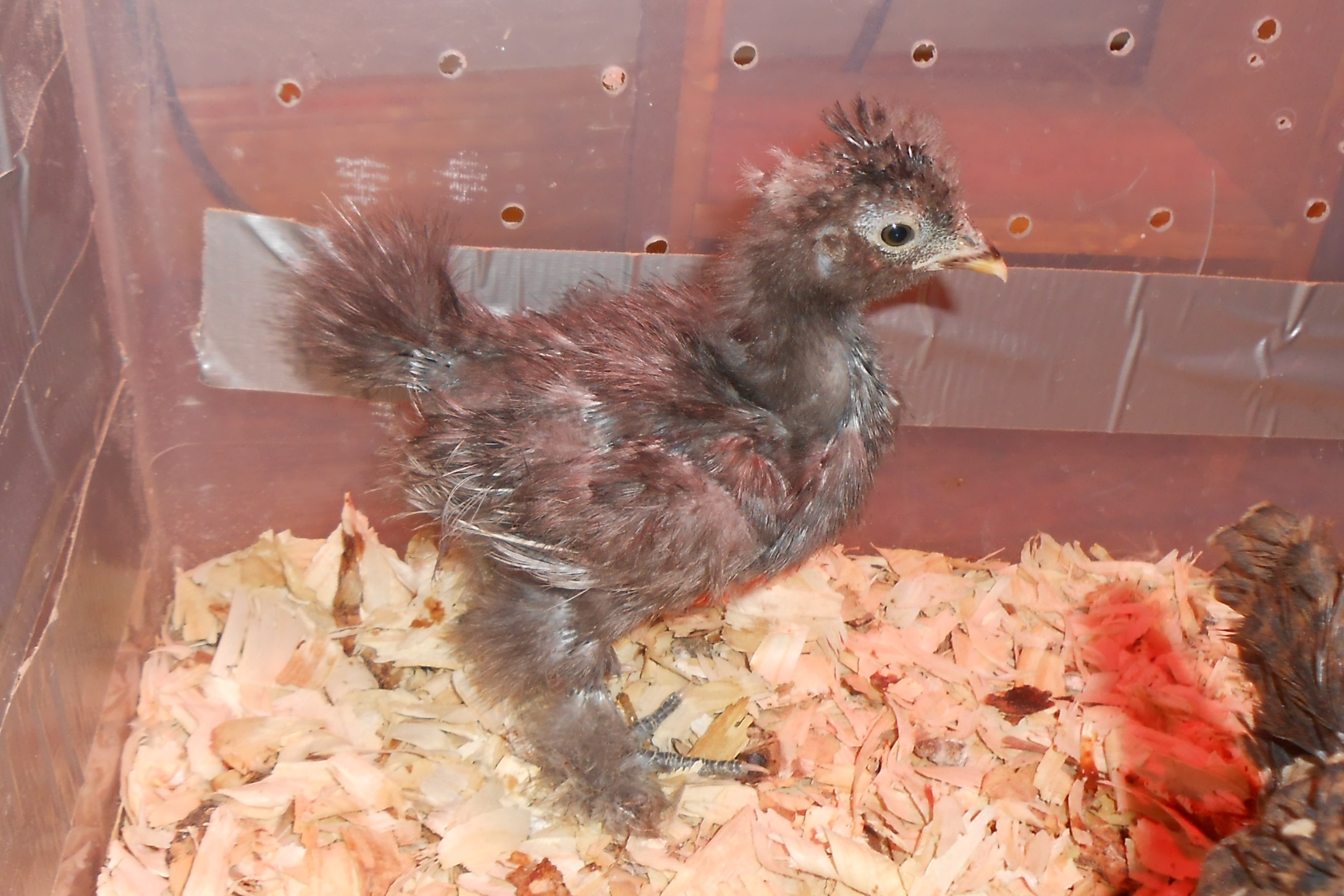 Chick #3 (girl) @ 3 1/2 weeks