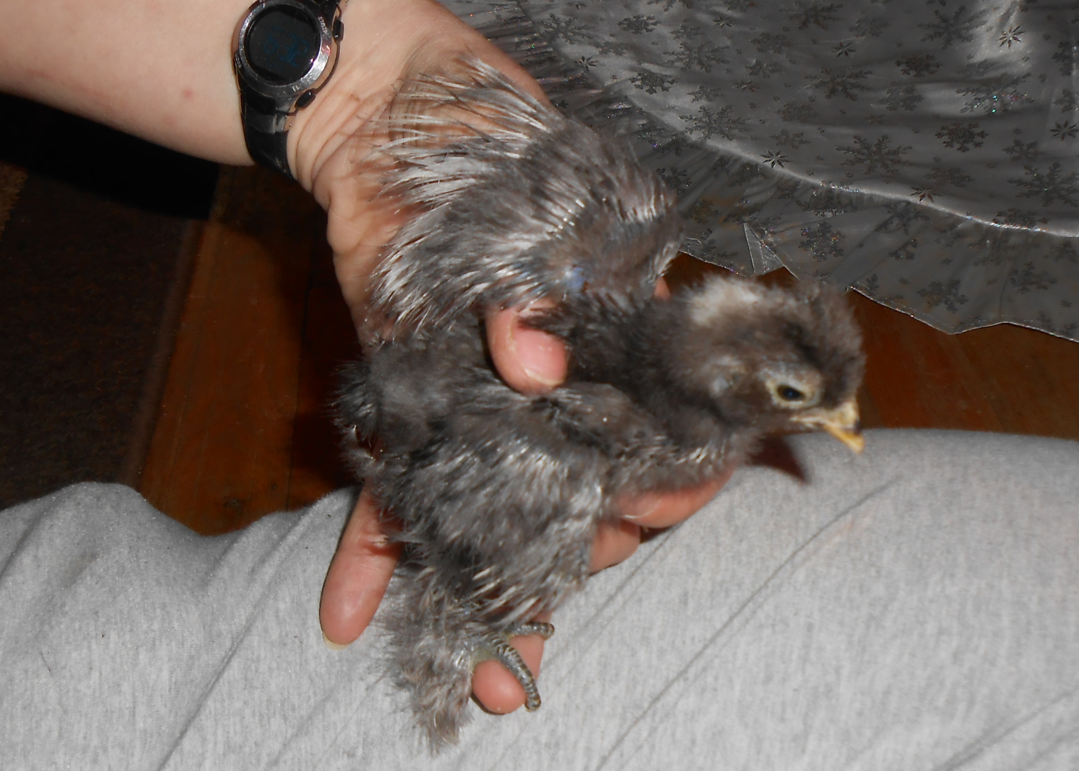 Chick #3 (girl) wing feathering @ 2 1/2 weeks