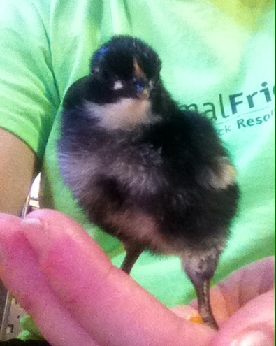 Chick #3.  Guessing she's a girl based off if feather on day 2