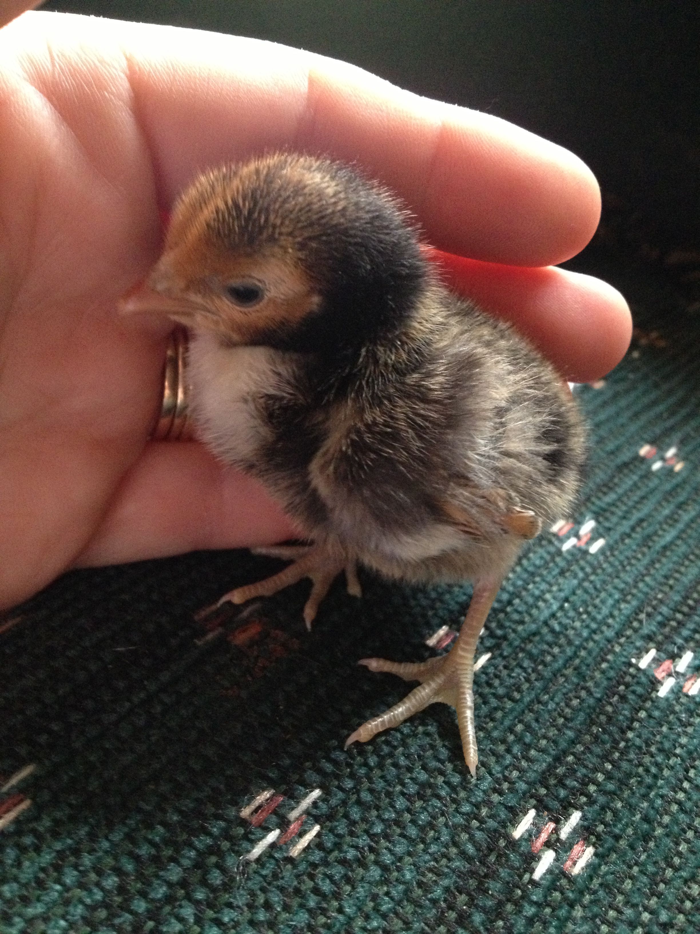 Chick 3 - Left Side (Golden Sebright?)
