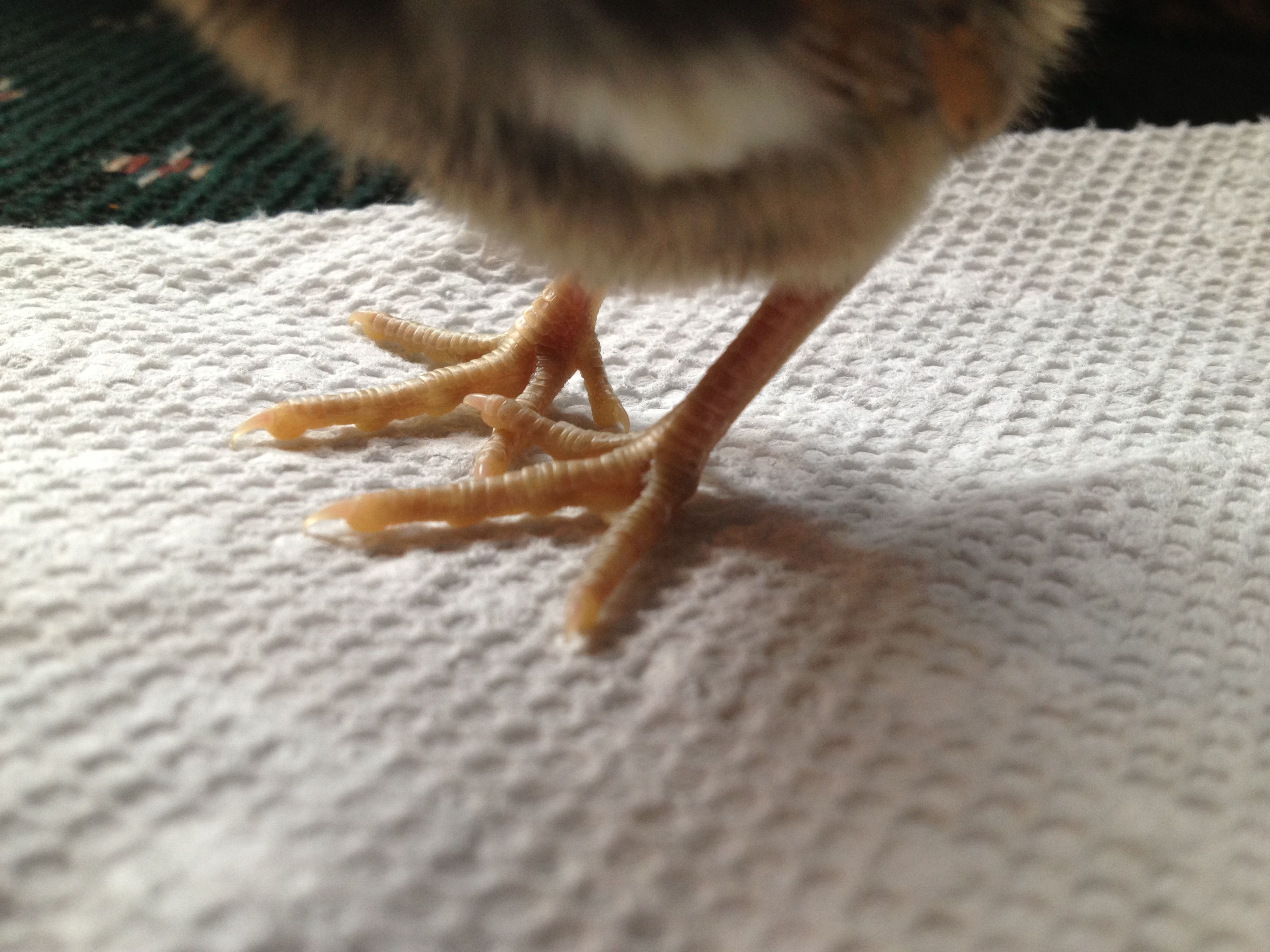 Chick 3 - Legs, they are darkish, but it doesn't really show up here. (Golden Sebright)