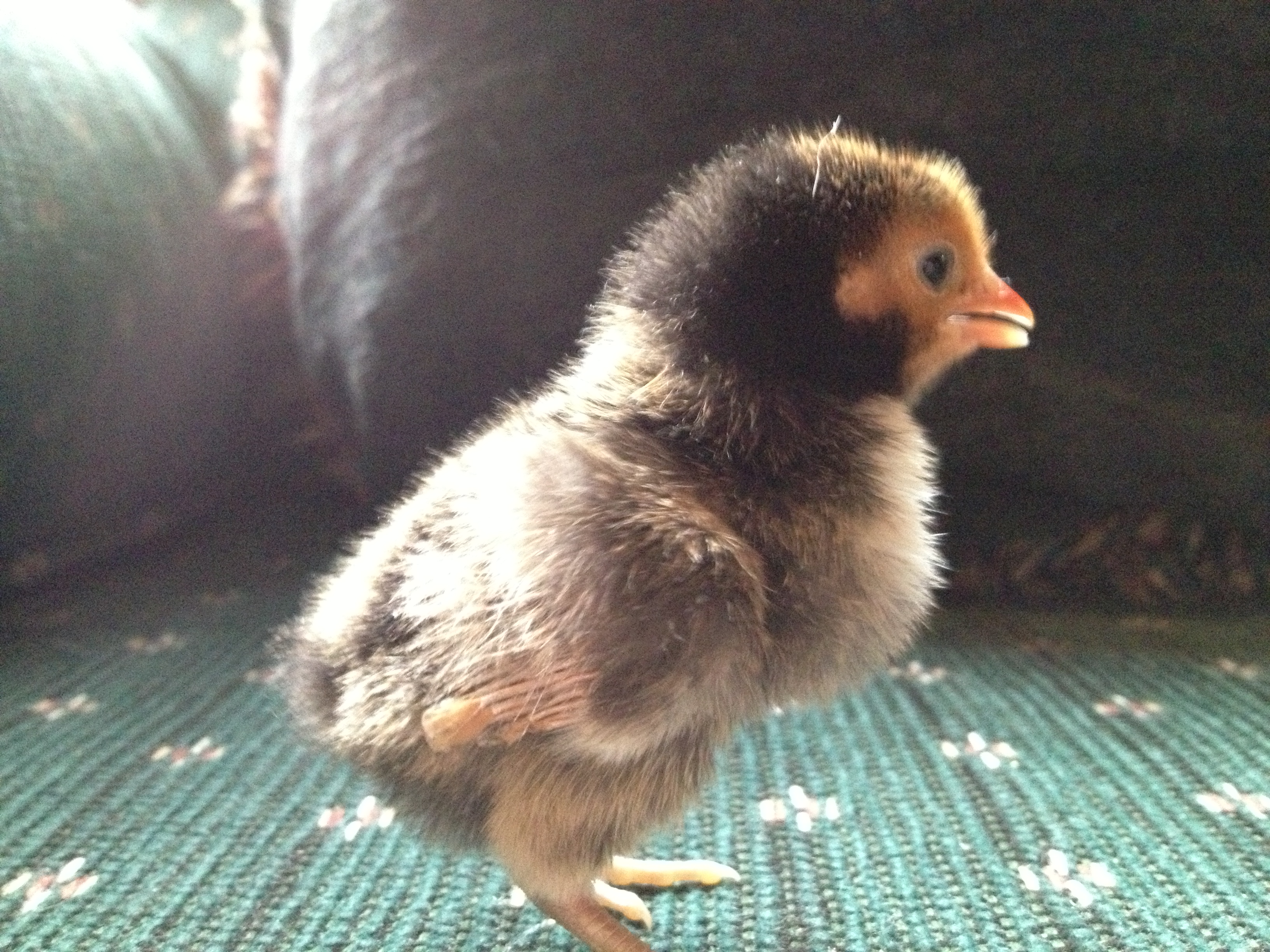 Chick 3 - Right Side (Golden Sebright?)