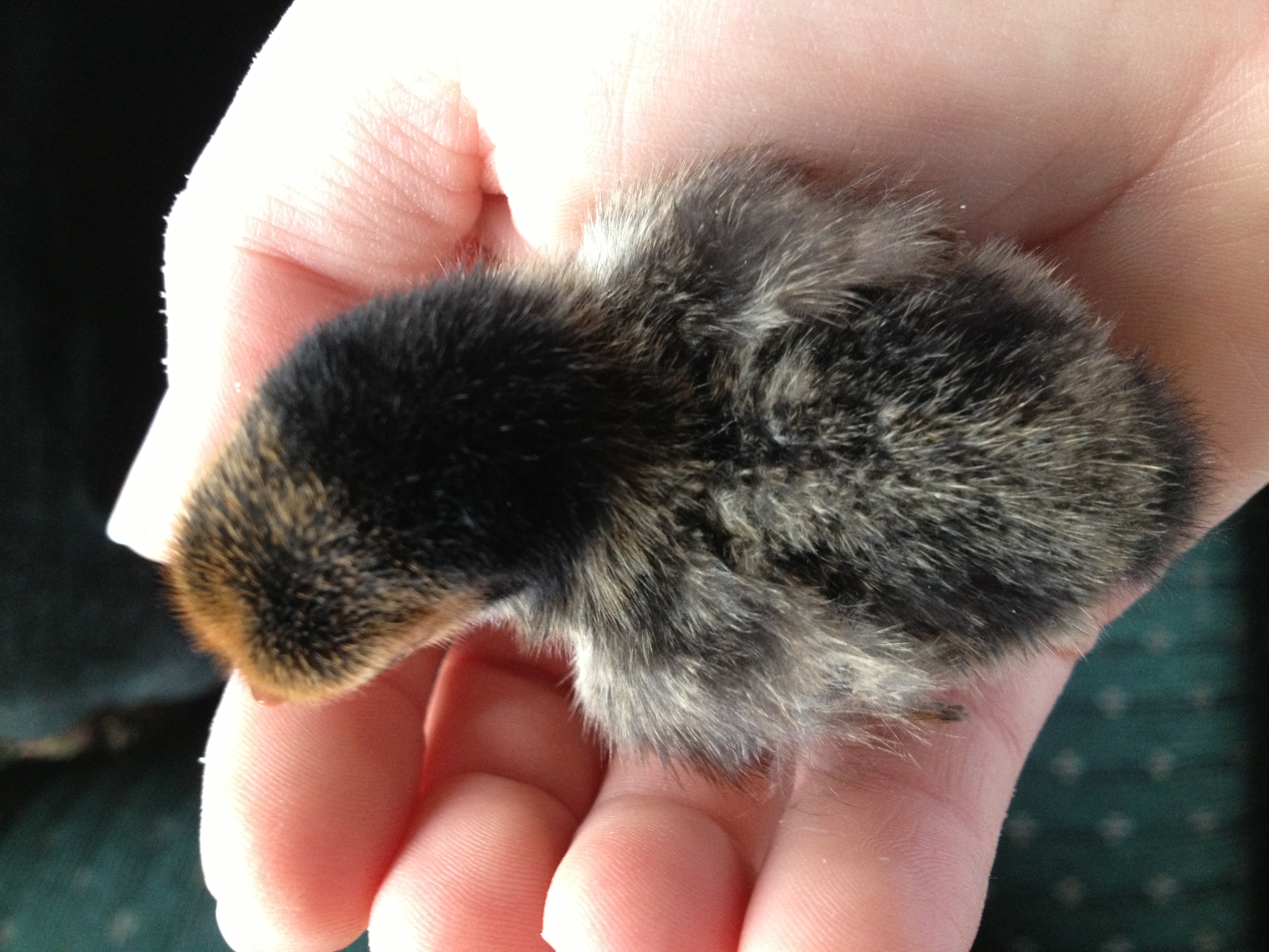 Chick 3 - Top View (Golden Sebright?)