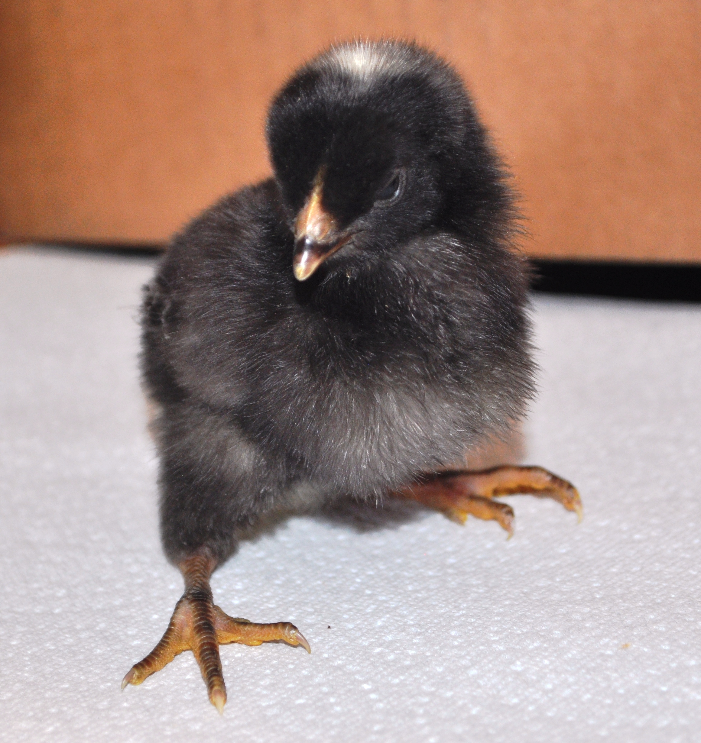 Chick #3