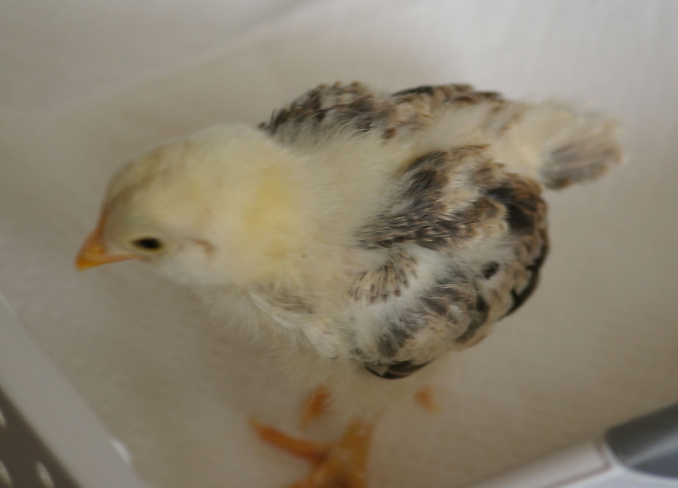 Chick 3