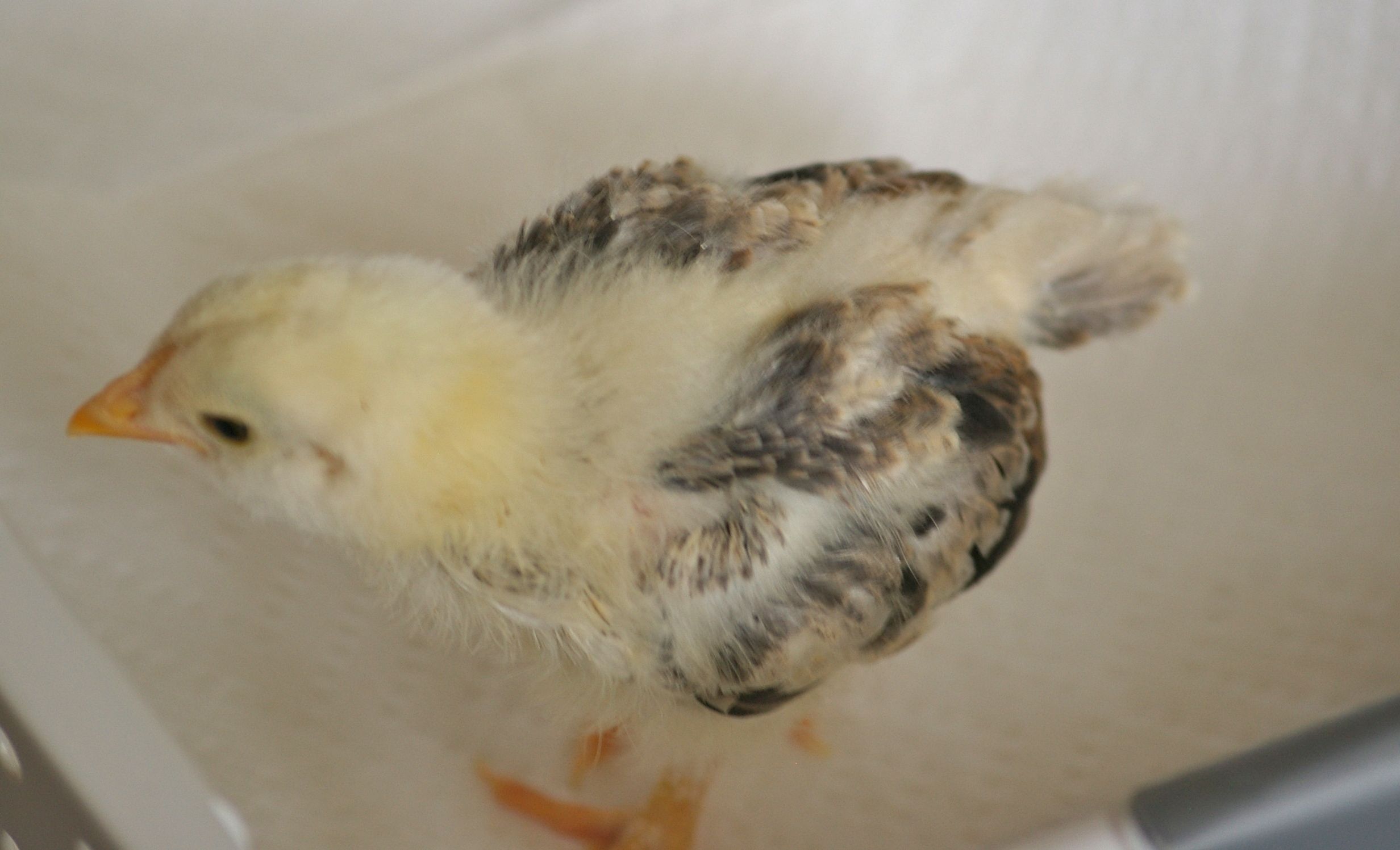 Chick 3