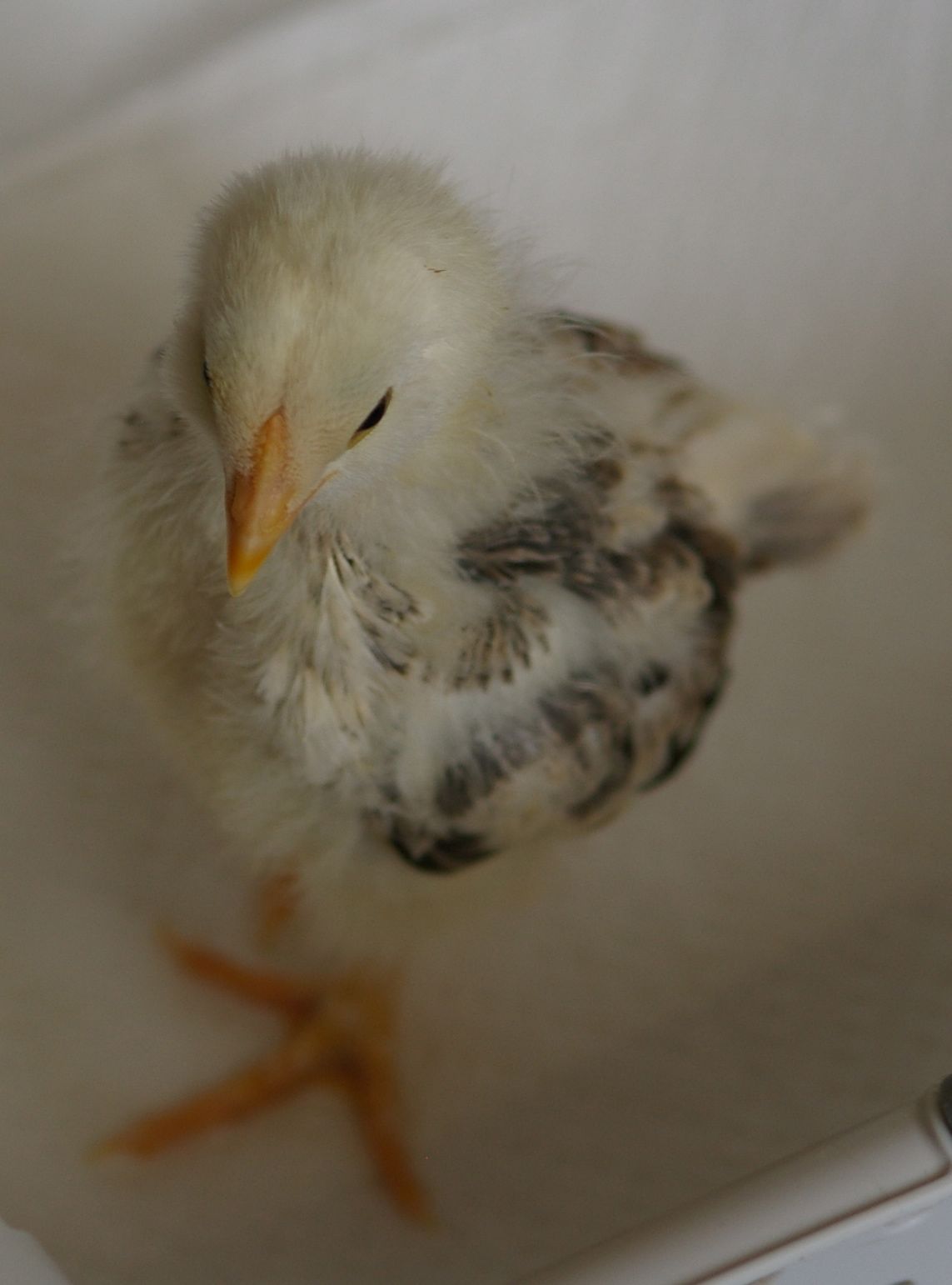 Chick 3