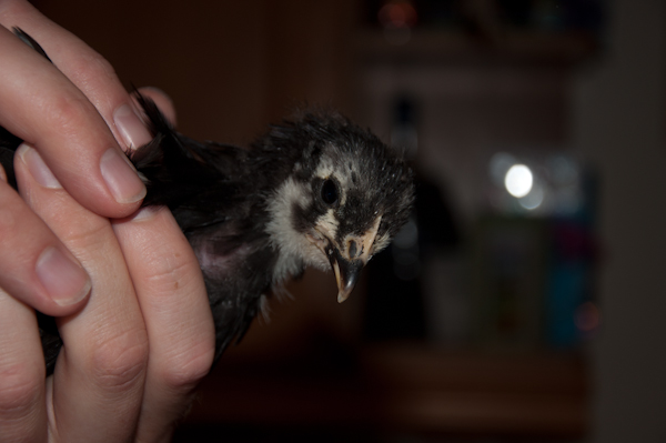 chick 3