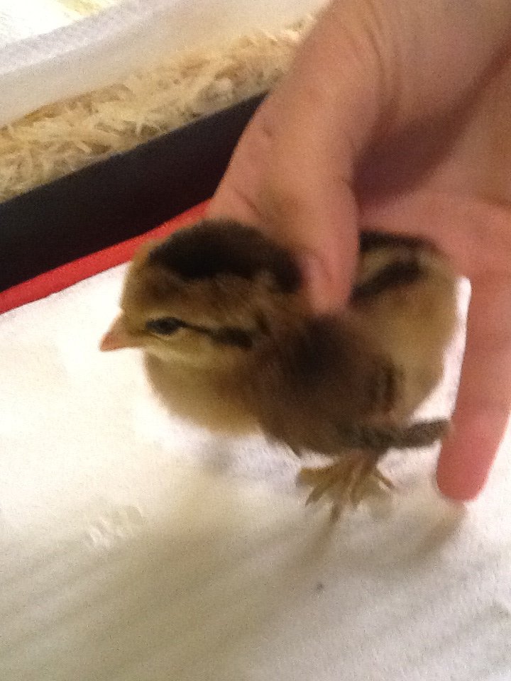 Chick 3