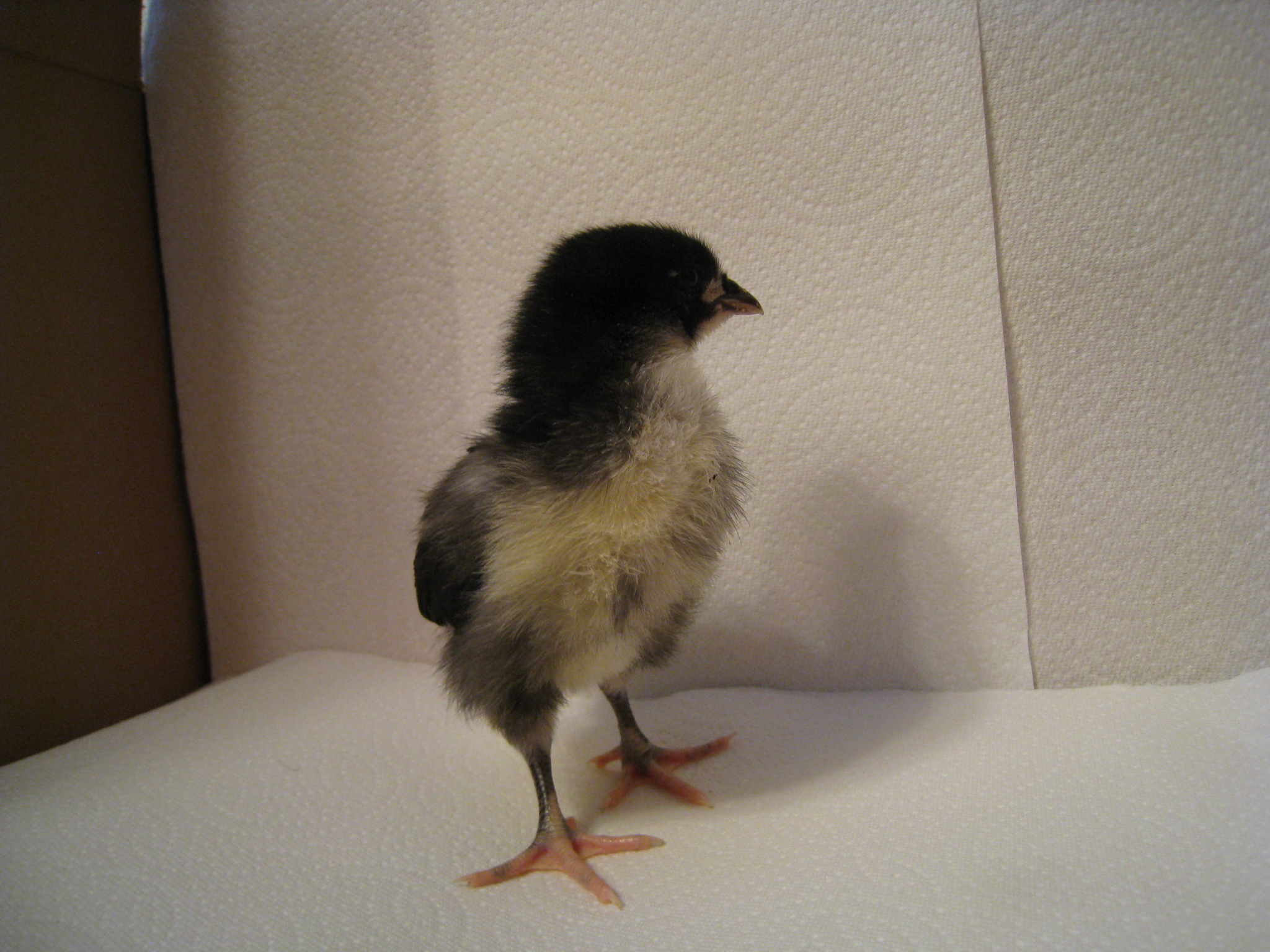 chick #3