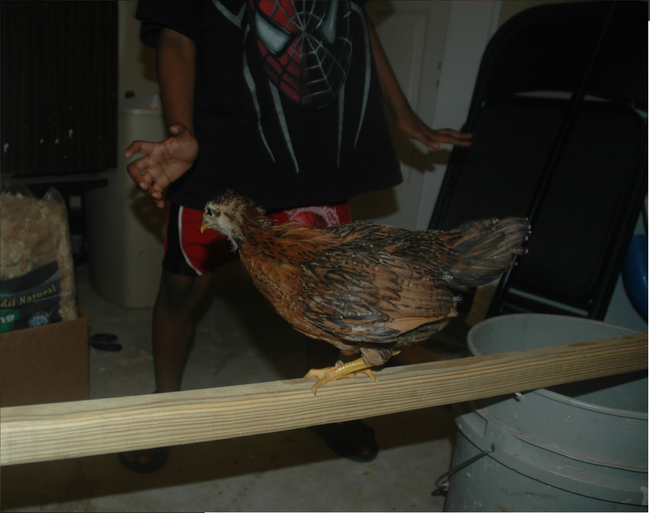 chick 3