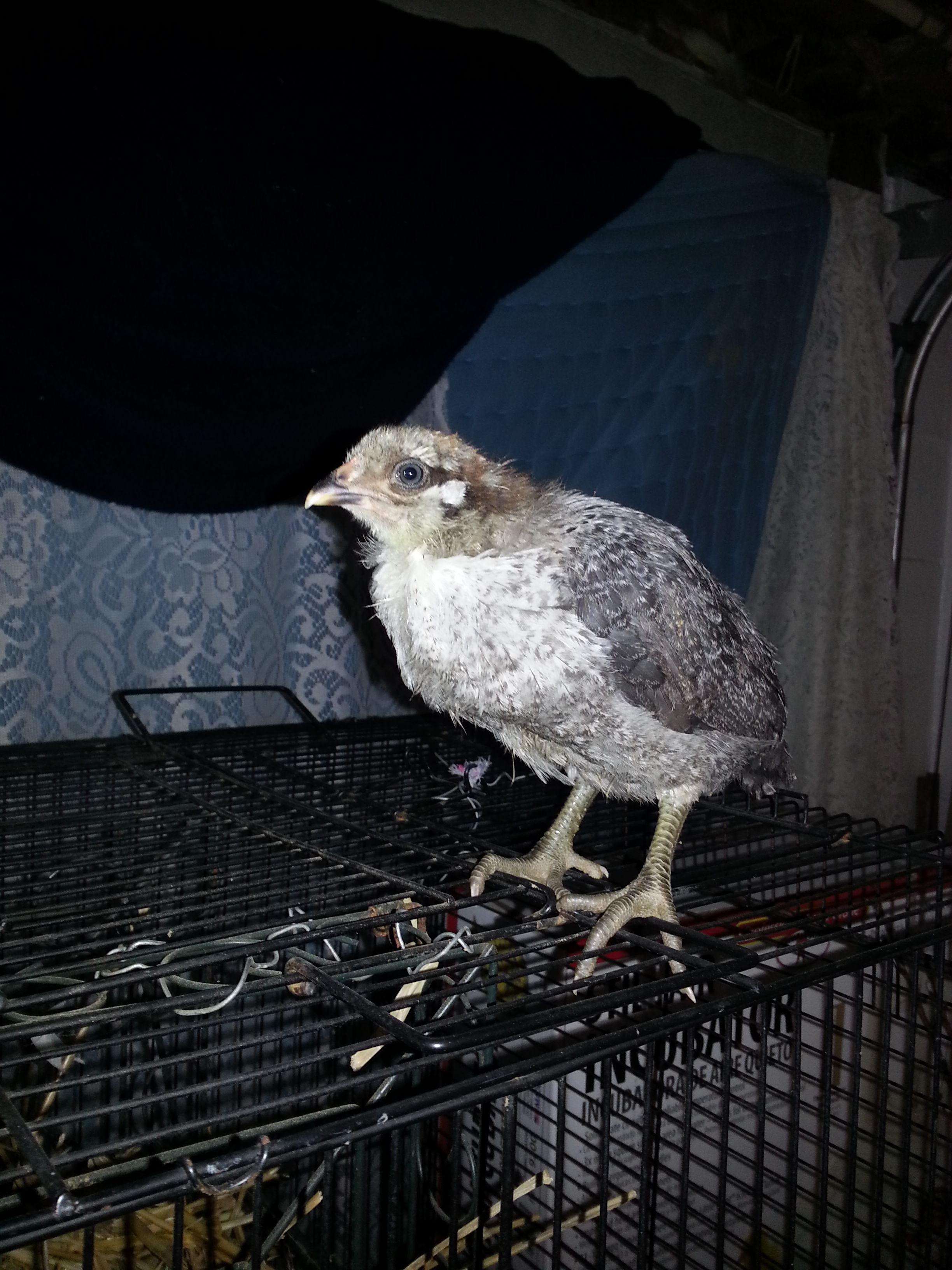 chick#3
