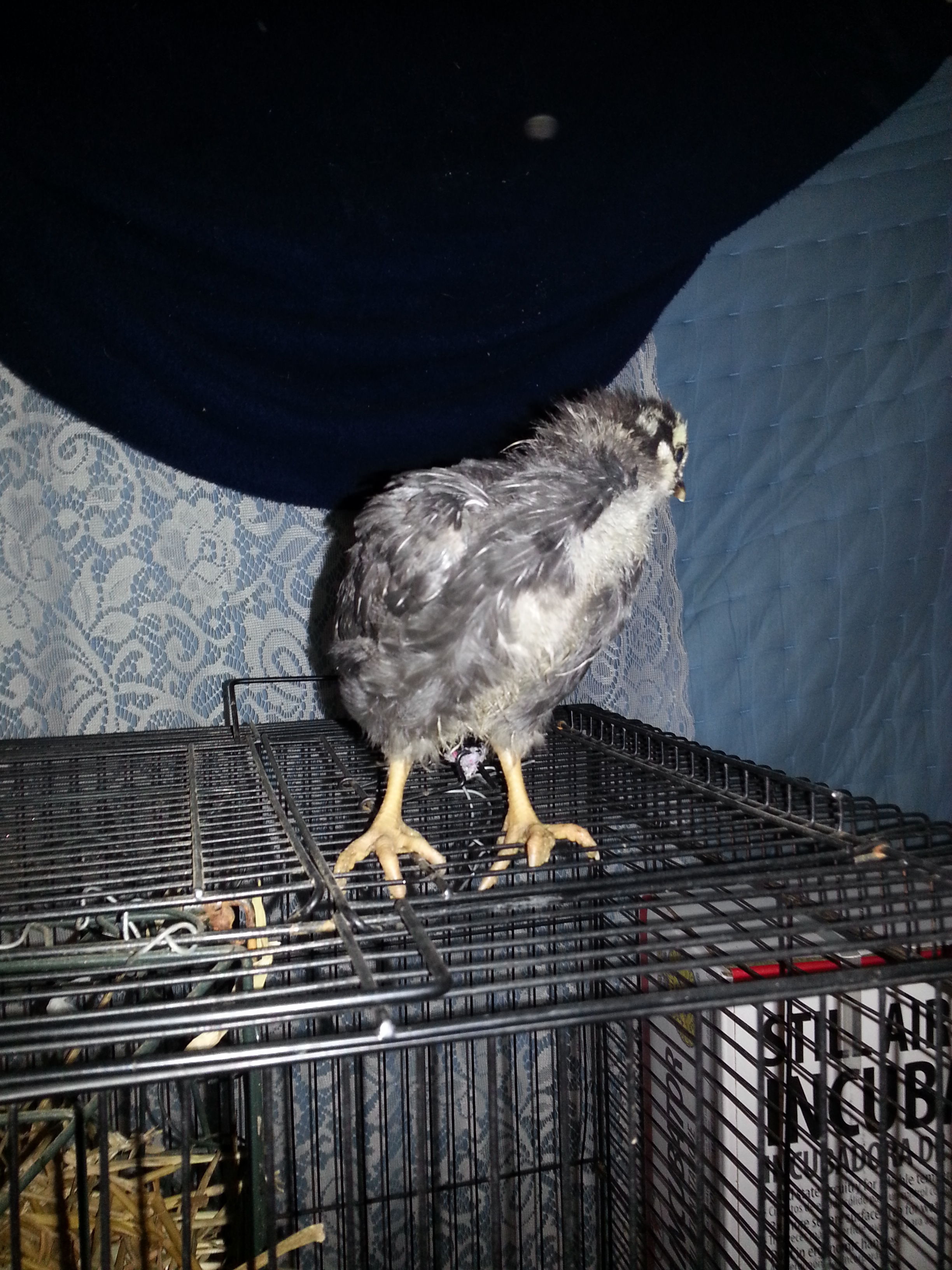 chick #3