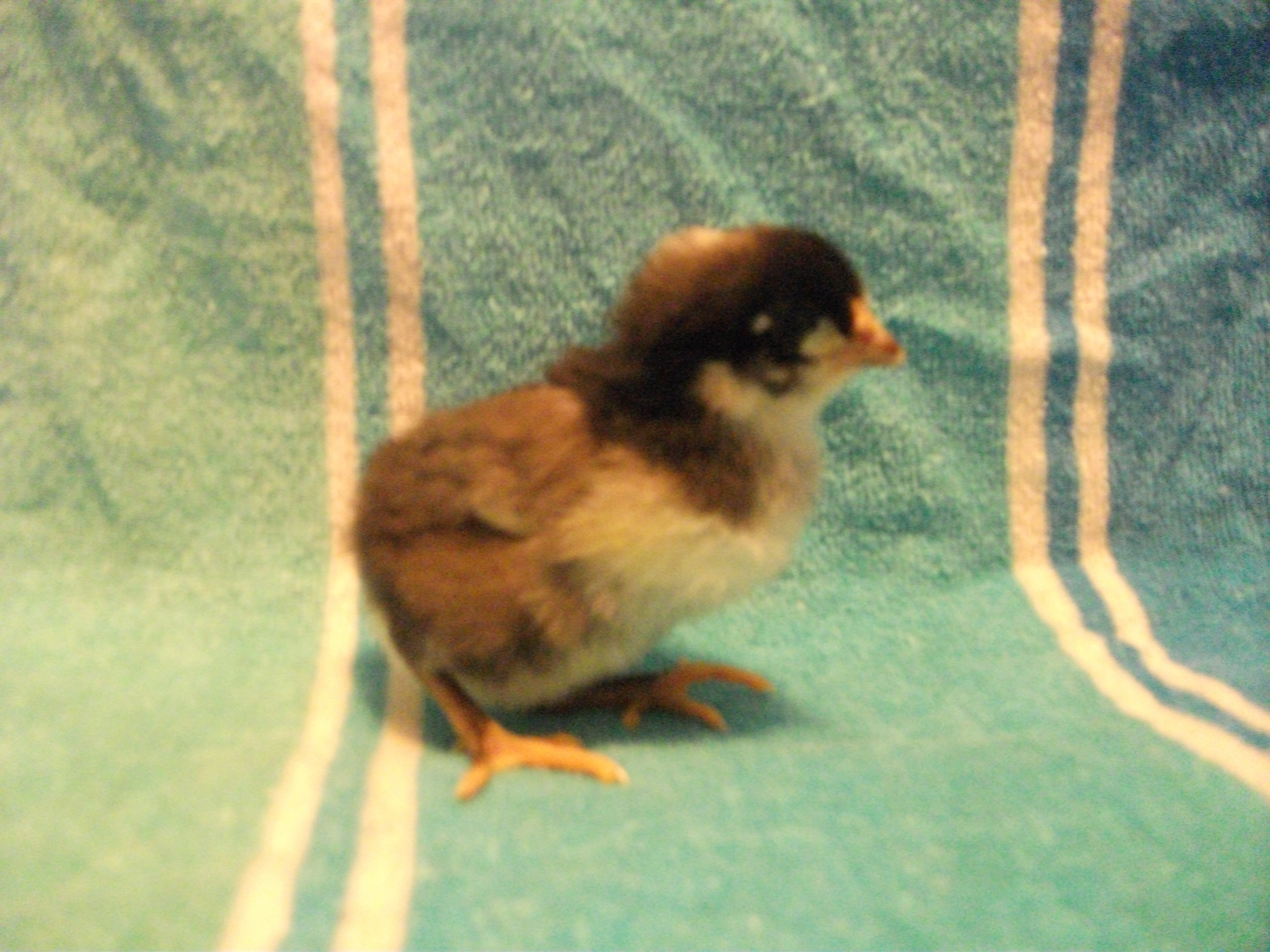 Chick 3