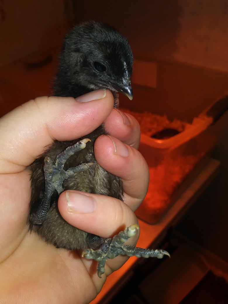 Chick #3