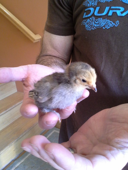Chick 4 - feathered legs