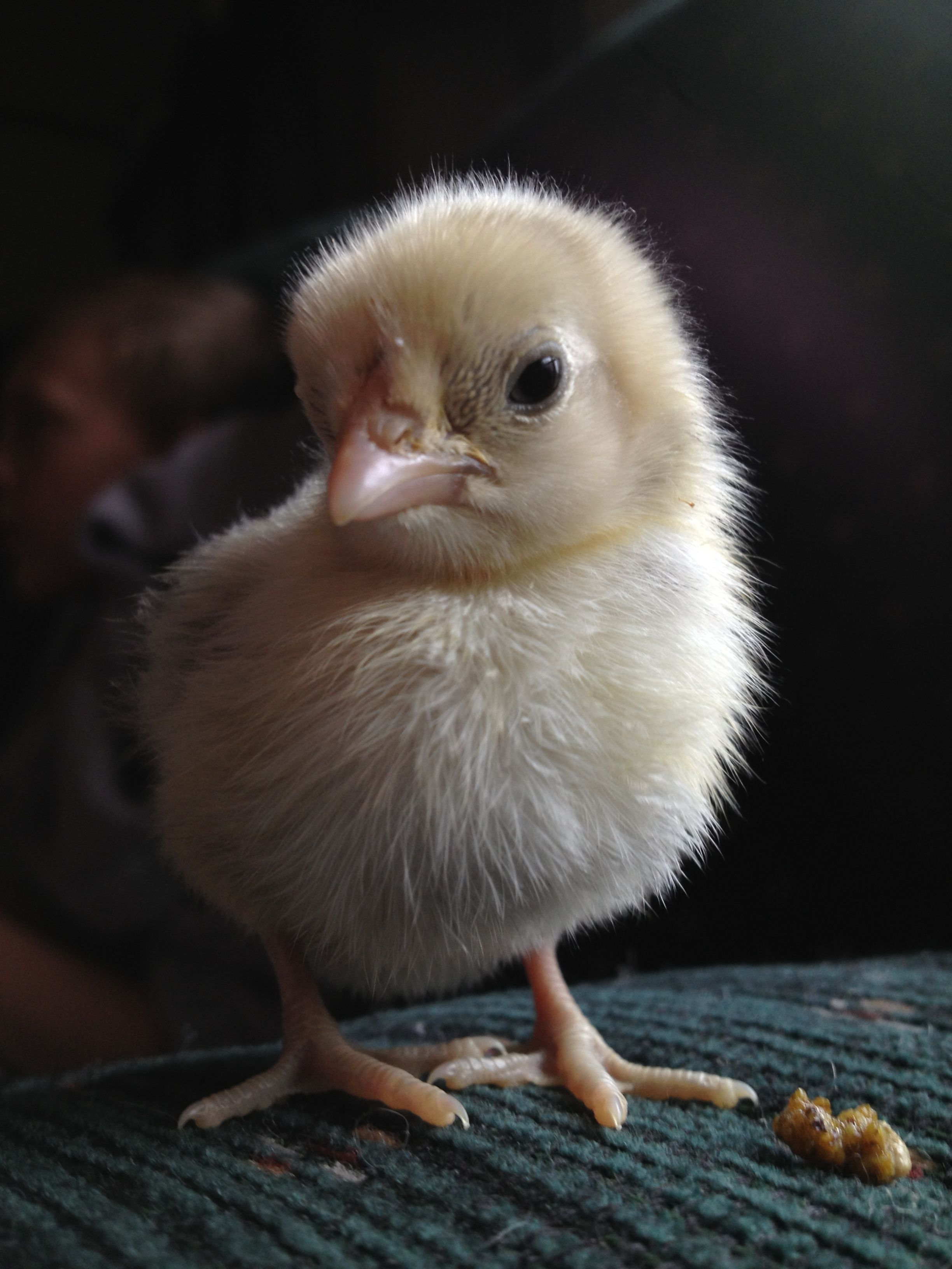 Chick 4 Front & lovely poo <roll eyes> (Silver Sebright)