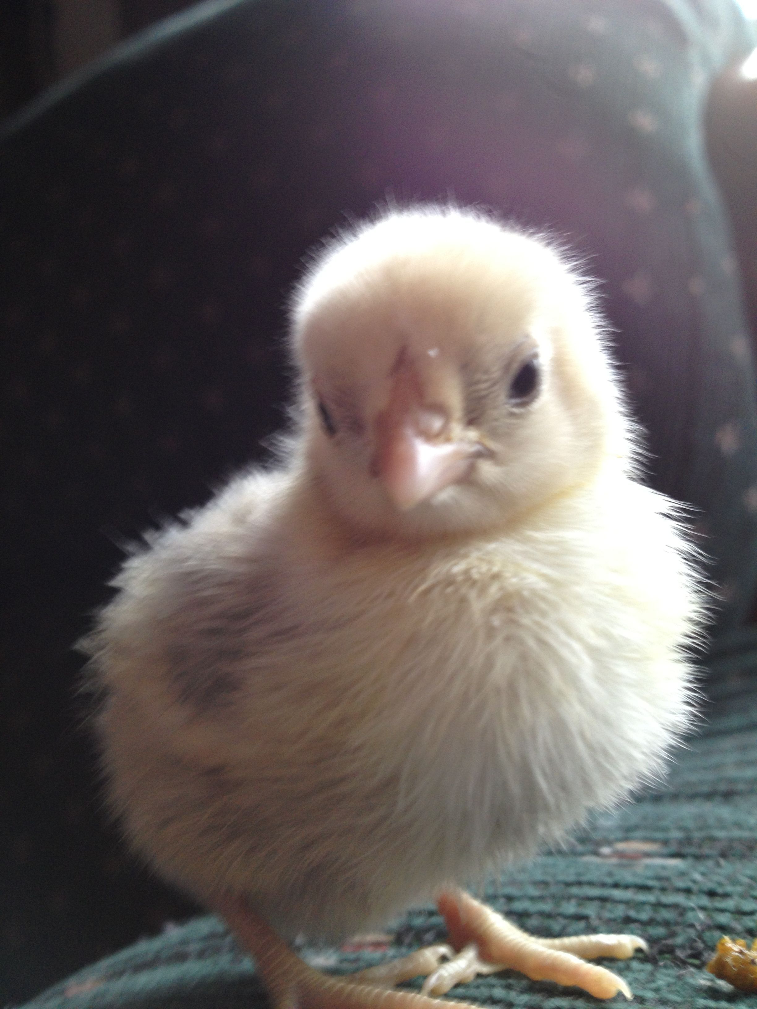 Chick 4 Front (Silver Sebright?)
