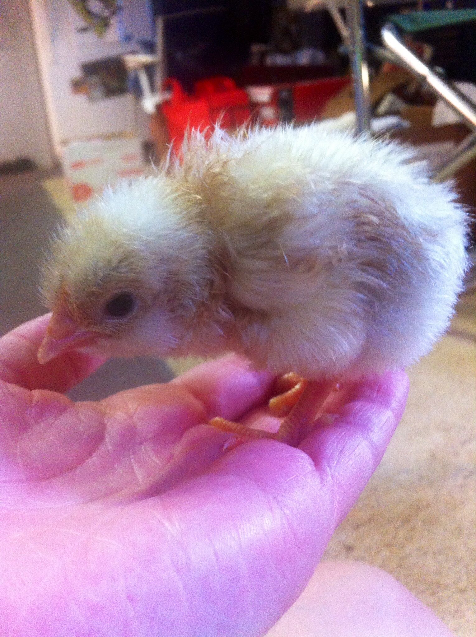 Chick #4. Guessing she's a girl based off if feathers on day 2