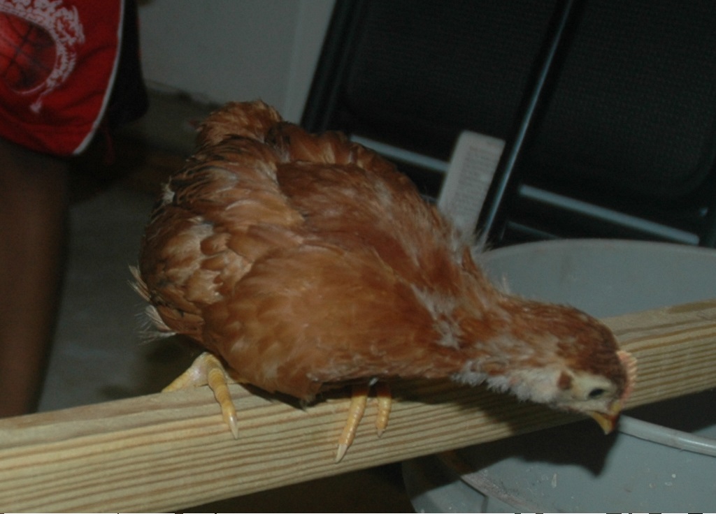 Chick 4: has a slight pink comb. Maybe a cockerel but hoping not.