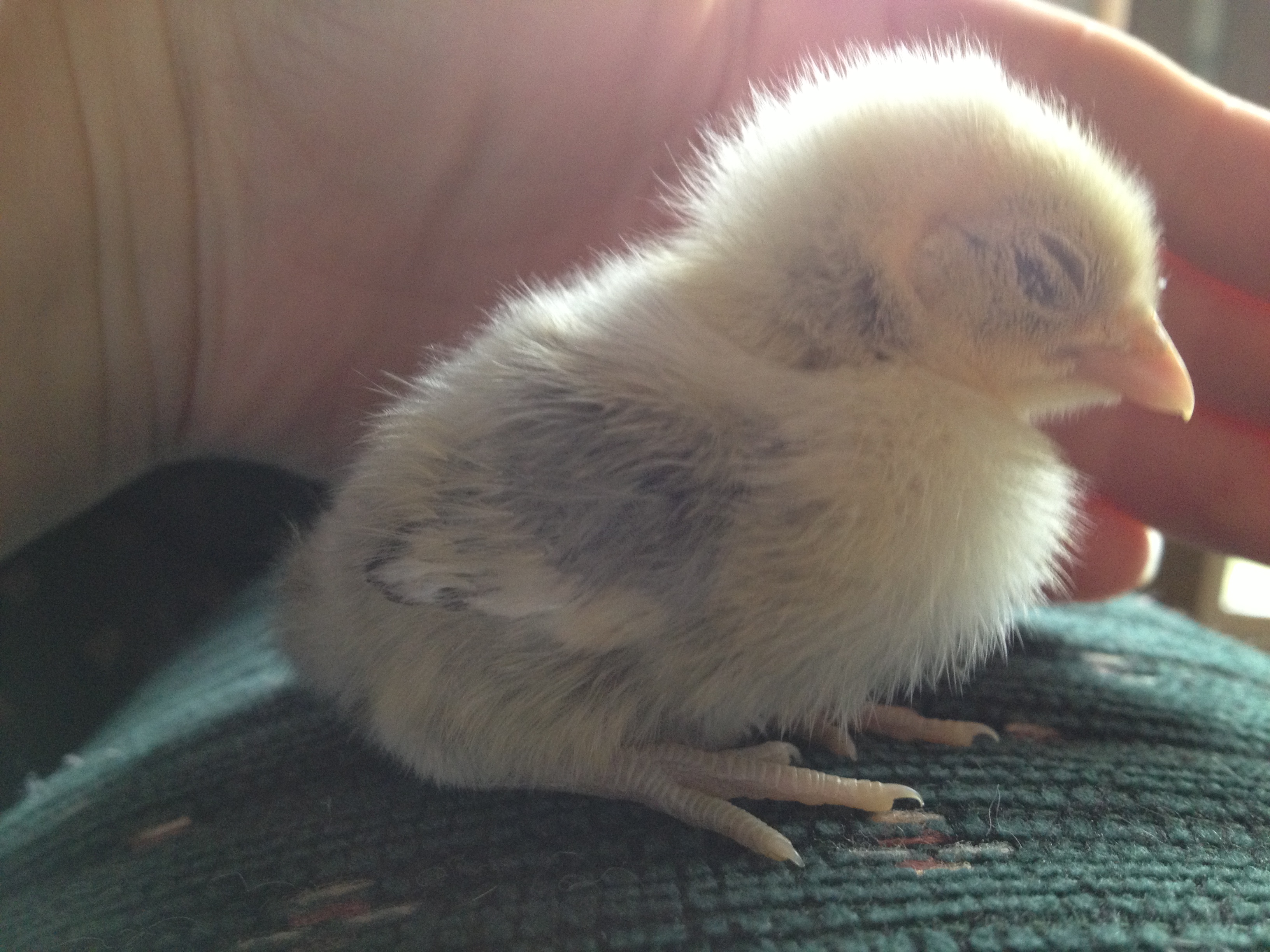 Chick 4 right side, wing, legs (have a darkish tint) (Silver Sebright?)