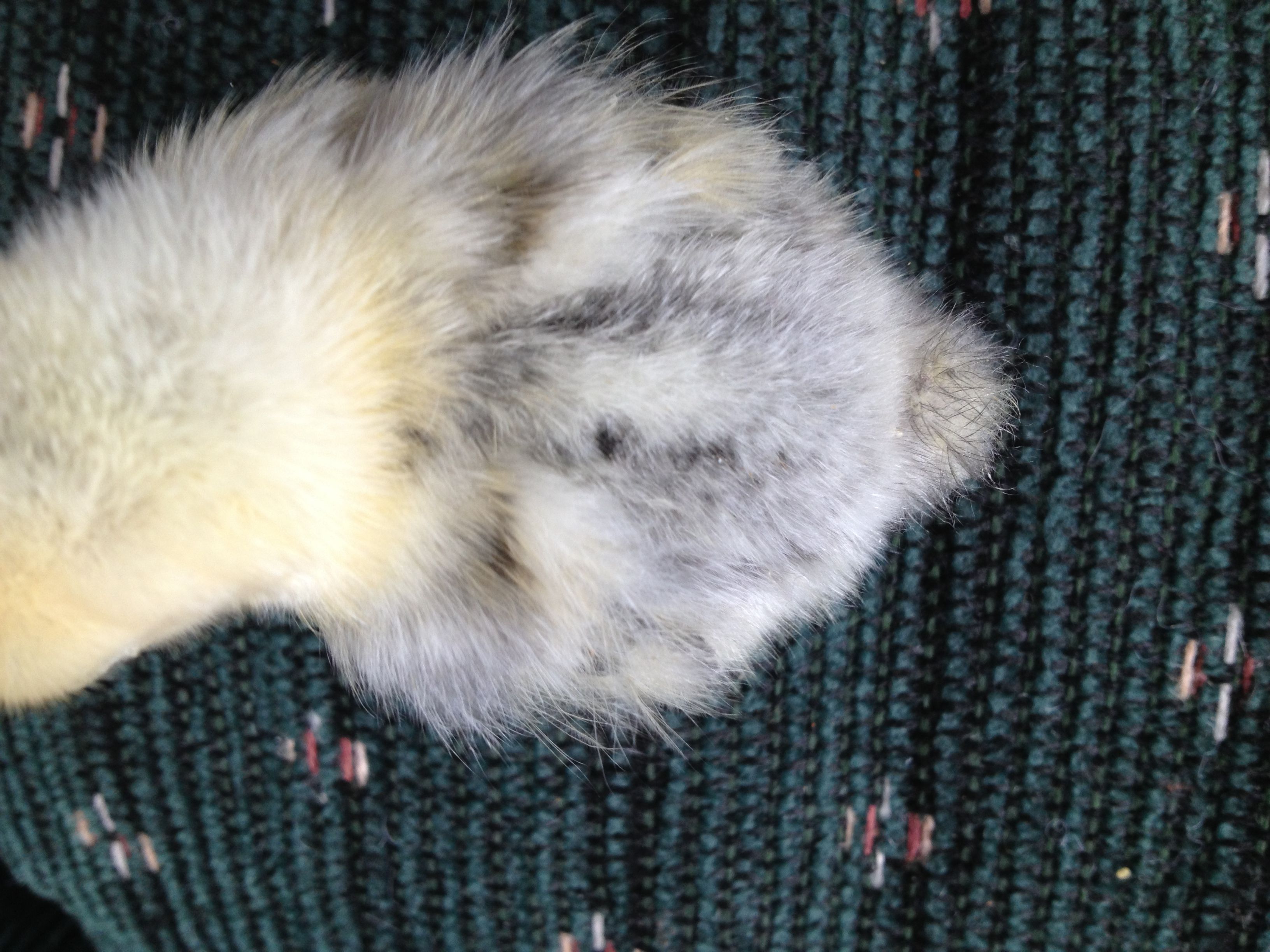 Chick 4 Top closer view (Silver Sebright)