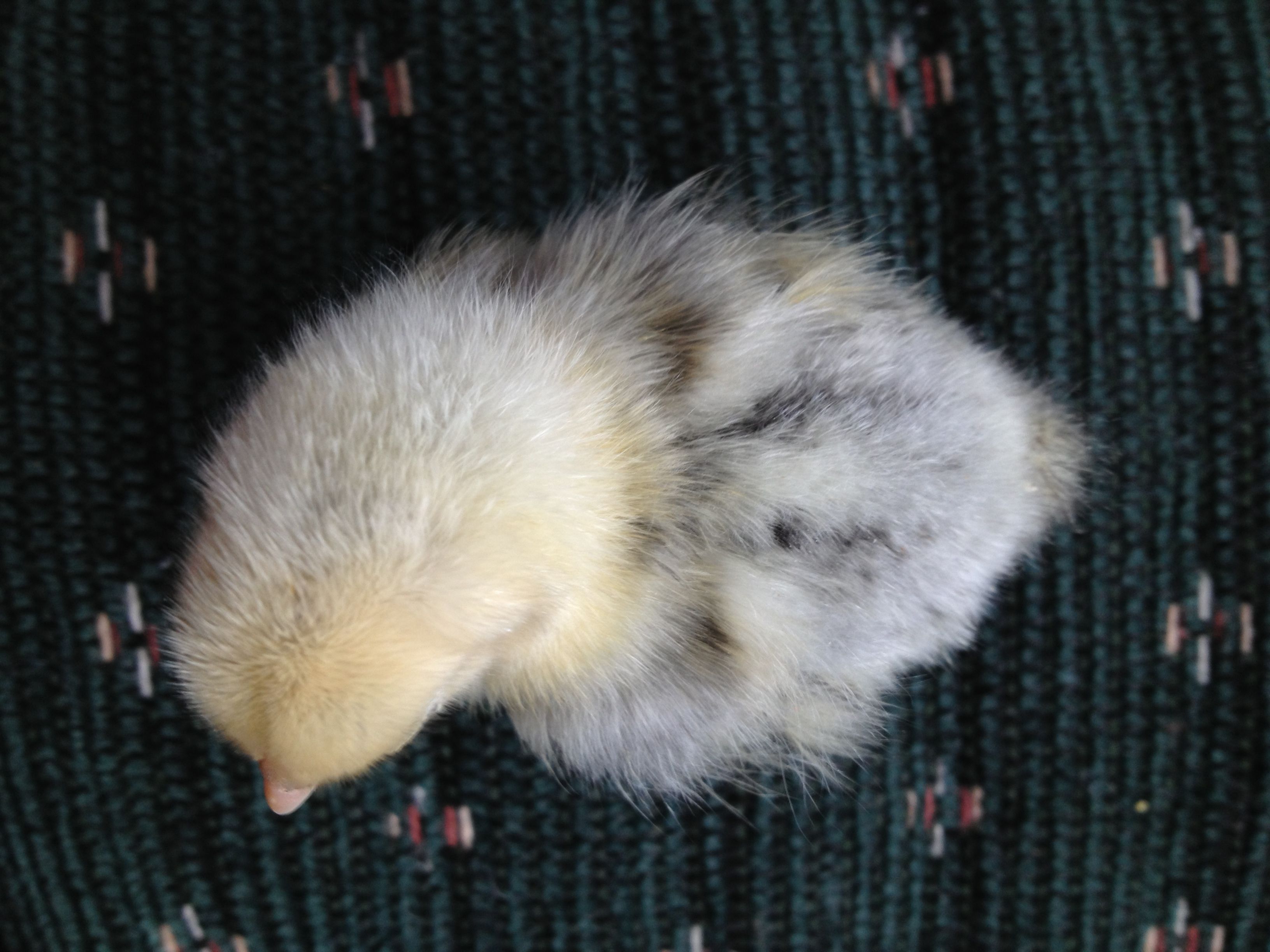 Chick 4 Top Speckled with black. (Silver Sebright)