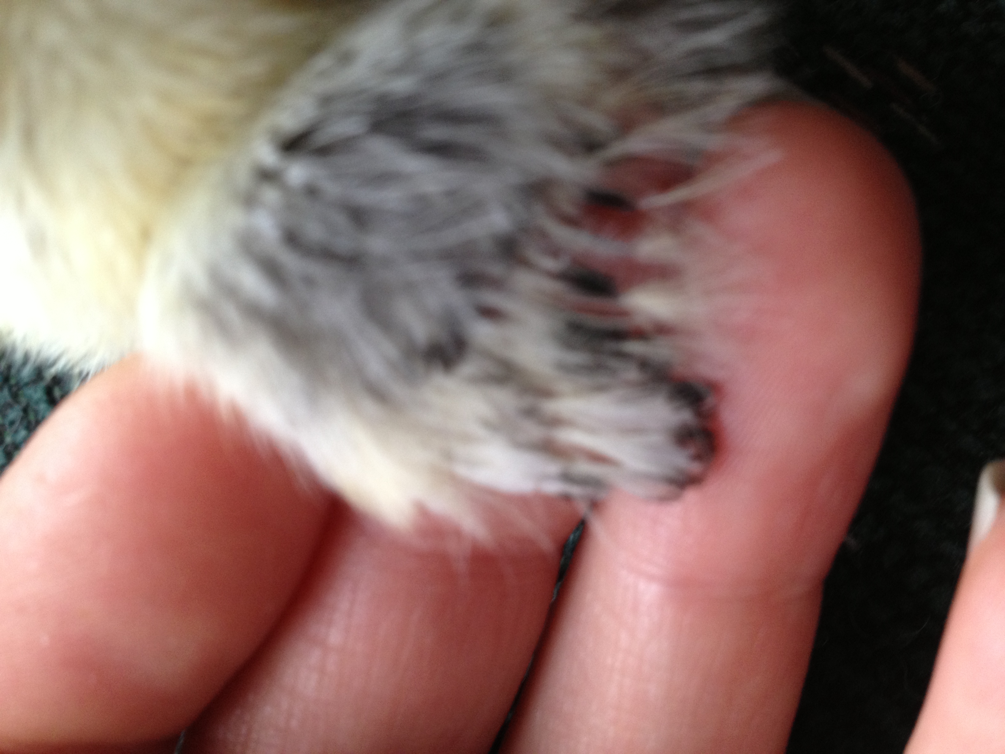 Chick 4 wing feathers