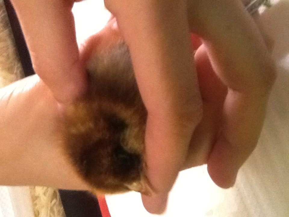 Chick 4