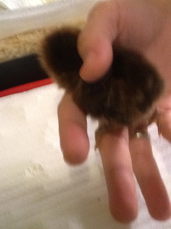 Chick 4