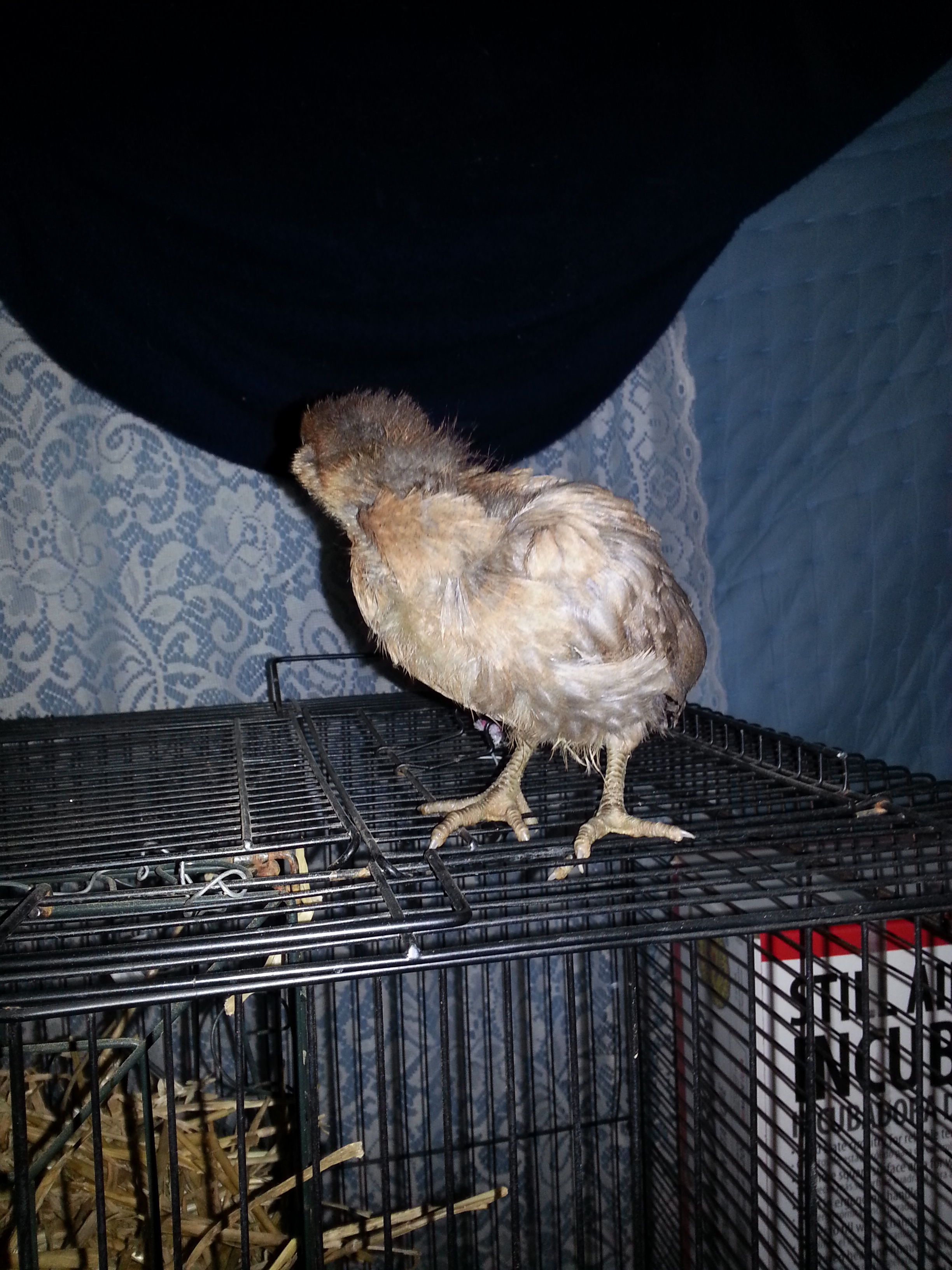chick #4